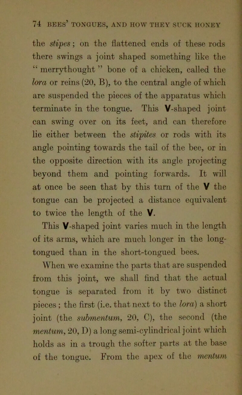 the stipes; on the flattened ends of these rods there swings a joint shaped something like the “ merrythought ” bone of a chicken, called the lor a or reins (20, B), to the central angle of which are suspended the pieces of the apparatus which terminate in the tongue. This V-shaped joint can swing over on its feet, and can therefore lie either between the stipites or rods with its angle pointing towards the tail of the bee, or in the opposite direction with its angle projecting beyond them and pointing forwards. It will at once be seen that by this turn of the V the tongue can be projected a distance equivalent to twice the length of the V. This V-shaped joint varies much in the length of its arms, which are much longer in the long- tongued than in the short-tongued bees. When we examine the parts that are suspended from this joint, we shall find that the actual tongue is separated from it by two distinct pieces; the first (i.e. that next to the lora) a short joint (the submentum, 20, C), the second (the mentum, 20, D) a long semi-cylindrical joint which holds as in a trough the softer parts at the base of the tongue. From the apex of the mentum