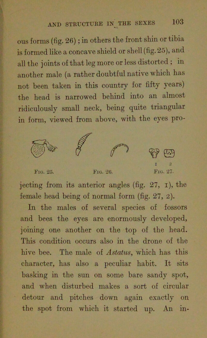 ous forms (fig. 26); in others the front shin or tibia is formed like a concave shield or shell (fig. 25), and all the joints of that leg more or less distorted ; in another male (a rather doubtful native which has not been taken in this country for fifty years) the head is narrowed behind into an almost ridiculously small neck, being quite triangular in form, viewed from above, with the eyes pro- I 2 Fig. 25. Fig. 20. Fig. 27. jecting from its anterior angles (fig. 27, i), the female head being of normal form (fig. 27, 2). In the males of several species of fossors and bees the eyes are enormously developed, joining one another on the top of the head. This condition occurs also in the drone of the hive bee. The male of Astatus, which has this character, has also a peculiar habit. It sits basking in the sun on some bare sandy spot, and when disturbed makes a sort of circular detour and pitches down again exactly on the spot from which it started up. An in-