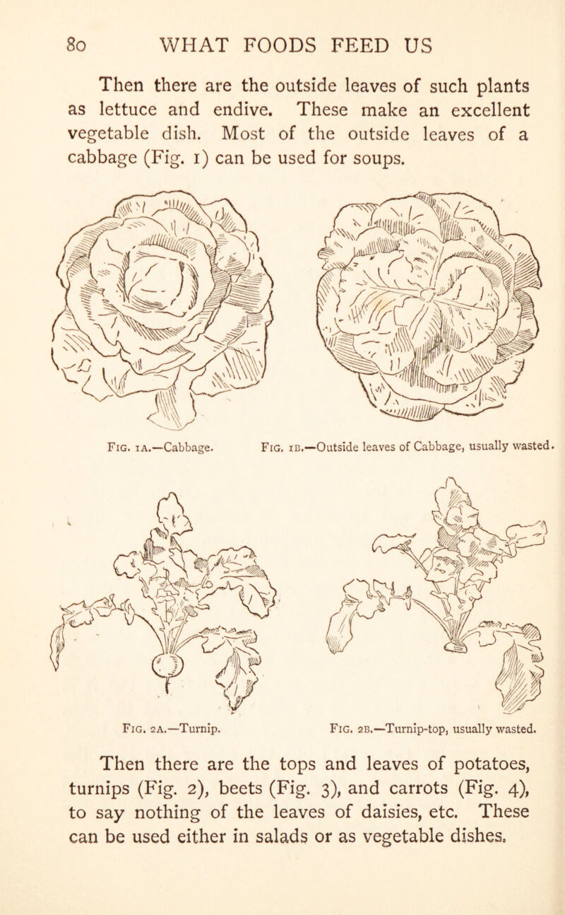 Then there are the outside leaves of such plants as lettuce and endive. These make an excellent vegetable dish. Most of the outside leaves of a cabbage (Fig. i) can be used for soups. Then there are the tops and leaves of potatoes, turnips (Fig. 2), beets (Fig. 3), and carrots (Fig. 4), to say nothing of the leaves of daisies, etc. These can be used either in salads or as vegetable dishes.