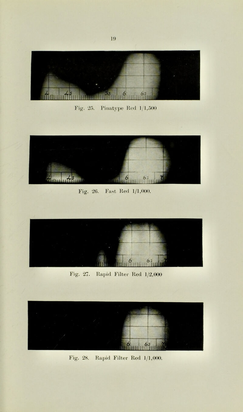 1!) Fig. 27. Rapid Filter Red 1/2,000 Fig. 28. Rapid Filter Red 1/1,000.