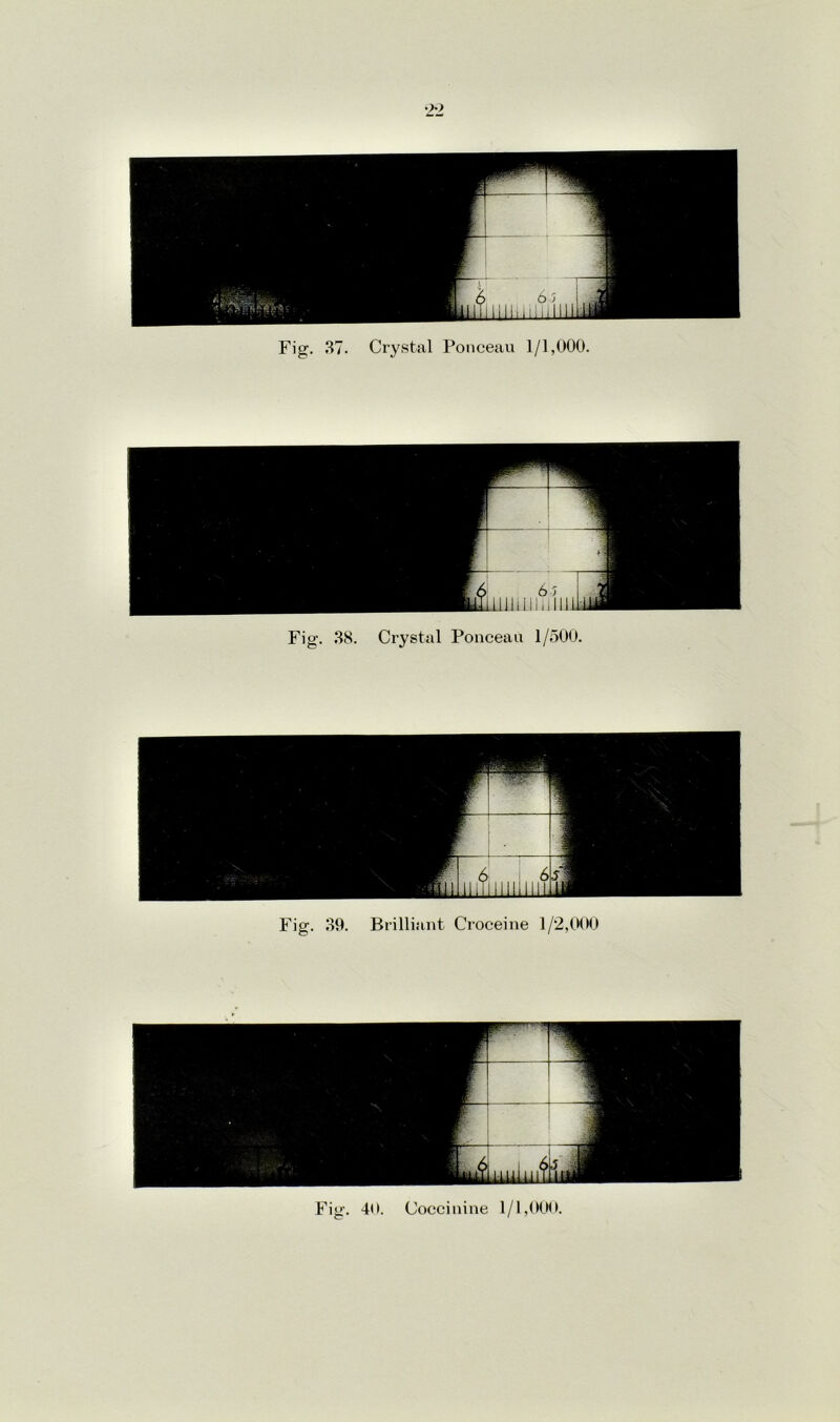 Fig. 38. Crystal Ponceau 1/500. Fig. 39. Brilliant Croceine 1/2,000 Fig. 40. Cocci nine 1/1,000.