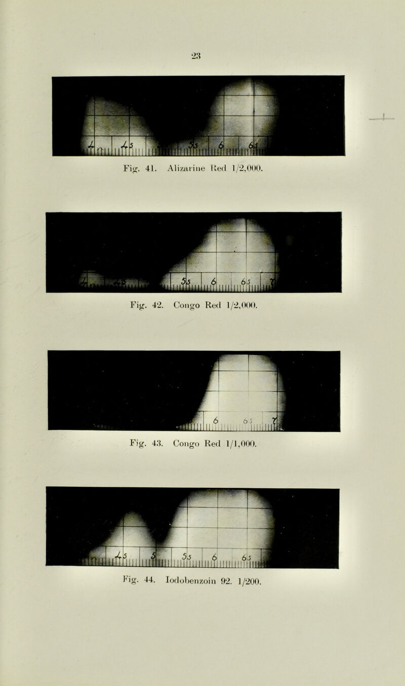 Fig. 42. Congo Red 1/2,000. Fig. 43. Congo Red 1/1,000. Idg. 44. Iodobenzoin 92. 1/200.