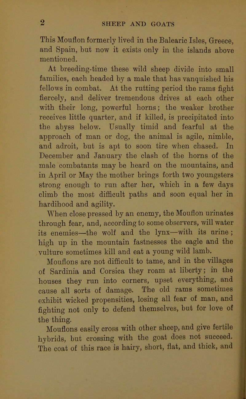 This Mouflon formerly lived in the Balearic Isles, Greece, and Spain, but now it exists only in the islands above mentioned. At breeding-time these wild sheep divide into small families, each headed by a male that has vanquished his fellows in combat. At the rutting period the rams fight fiercely, and deliver tremendous drives at each other with their long, powerful horns; the weaker brother receives little quarter, and if killed, is precipitated into the abyss below. Usually timid and fearful at the approach of man or dog, the animal is agile, nimble, and adroit, but is apt to soon tire when chased. In December and January the clash of the horns of the male combatants may be heard on the mountains, and in April or May the mother brings forth two youngsters strong enough to run after her, which in a few days climb the most difficult paths and soon equal her in hardihood and agility. When close pressed by an enemy, the Mouflon urinates through fear, and, according to some observers, will water its enemies—the wolf and the lynx—with its urine ; high up in the mountain fastnesses the eagle and the vulture sometimes kill and eat a young wild lamb. Mouflons are not difficult to tame, and in the villages of Sardinia and Corsica they roam at liberty; in the houses they run into corners, upset everything, and cause all sorts of damage. The old rams sometimes exhibit wicked propensities, losing all fear of man, and fighting not only to defend themselves, but for love of the thing. Mouflons easily cross with other sheep, and give fertile hybrids, but crossing with the goat does not succeed. The coat of this race is hairy, short, flat, and thick, and