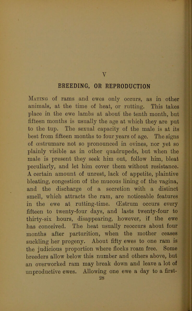 V BREEDING, OR REPRODUCTION Mating of rams and ewes only occurs, as in other animals, at the time of heat, or rutting. This takes place in the ewe lambs at about the tenth month, but fifteen months is usually the age at which they are put to the tup. The sexual capacity of the male is at its best from fifteen months to four years of age. The signs of oestrumare not so pronounced in ovines, nor yet so plainly visible as in other quadrupeds, but when the male is present they seek him out, follow him, bleat peculiarly, and let him cover them without resistance. A certain amount of unrest, lack of appetite, plaintive bleating, congestion of the mucous lining of the vagina, and the discharge of a secretion with a distinct smell, which attracts the ram, are noticeable features in the ewe at rutting-time. (E strum occurs every fifteen to twenty-four days, and lasts twenty-four to thirty-six hours, disappearing, however, if the ewe has conceived. The heat usually reoccurs about four months after parturition, when the mother ceases suckling her progeny. About fifty ewes to one ram is the judicious proportion where flocks roam free. Some breeders allow below this number and others above, but an overworked ram may break down and leave a lot of unproductive ewes. Allowing one ewe a day to a first-