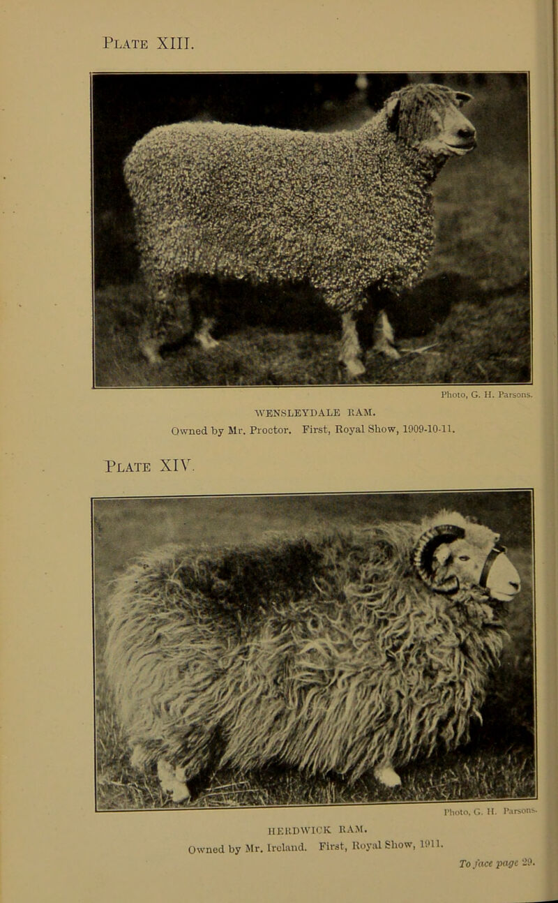 Photo, G. H. Parsons. WENSLEYDALE KAM. Owned by Mr. Proctor. First, Royal Show, 1909-10-11. Plate XIV. IIKltDWK'Iv KAM. Owned by Mr. Ireland. First, Royal Show, 1911.