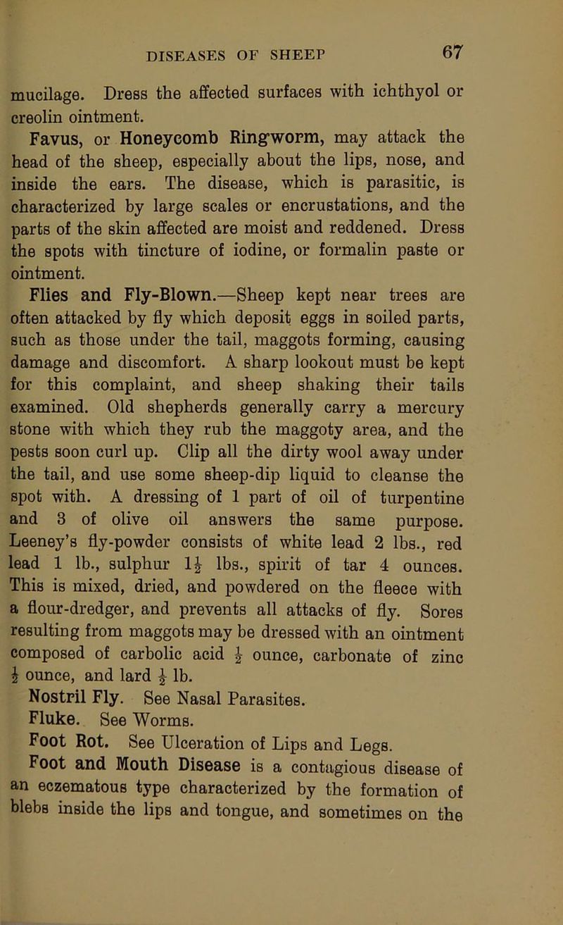 mucilage. Dress the affected surfaces with ichthyol or creolin ointment. Favus, or Honeycomb Ringworm, may attack the head of the sheep, especially about the lips, nose, and inside the ears. The disease, which is parasitic, is characterized by large scales or encrustations, and the parts of the skin affected are moist and reddened. Dress the spots with tincture of iodine, or formalin paste or ointment. Flies and Fly-Blown.—Sheep kept near trees are often attacked by fly which deposit eggs in soiled parts, such as those under the tail, maggots forming, causing damage and discomfort. A sharp lookout must be kept for this complaint, and sheep shaking their tails examined. Old shepherds generally carry a mercury stone with which they rub the maggoty area, and the pests soon curl up. Clip all the dirty wool away under the tail, and use some sheep-dip liquid to cleanse the spot with. A dressing of 1 part of oil of turpentine and 3 of olive oil answers the same purpose. Leeney’s fly-powder consists of white lead 2 lbs., red lead 1 lb., sulphur 1^ lbs., spirit of tar 4 ounces. This is mixed, dried, and powdered on the fleece with a flour-dredger, and prevents all attacks of fly. Sores resulting from maggots may be dressed with an ointment composed of carbolic acid | ounce, carbonate of zinc I ounce, and lard lb. Nostril Fly. See Nasal Parasites. Fluke. See Worms. Foot Rot. See Ulceration of Lips and Legs. Foot and Mouth Disease is a contagious disease of an eczematous type characterized by the formation of blebs inside the lips and tongue, and sometimes on the