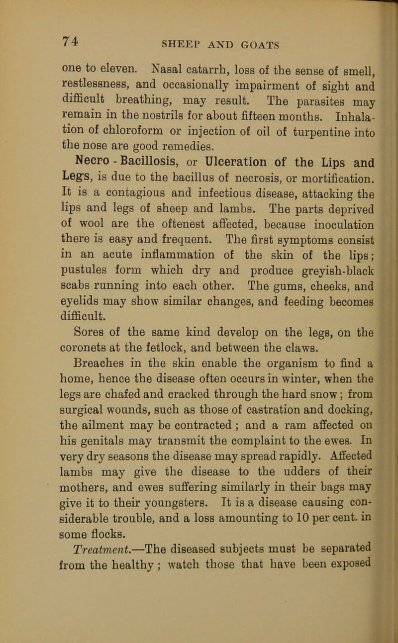 one to eleven. Nasal catarrh, loss of the sense of smell, restlessness, and occasionally impairment of sight and difficult breathing, may result. The parasites may remain in the nostrils for about fifteen months. Inhala- tion of chloroform or injection of oil of turpentine into the nose are good remedies. Necpo - Bacillosis, or Ulceration of the Lips and Leg’s, is due to the bacillus of necrosis, or mortification. It is a contagious and infectious disease, attacking the lips and legs of sheep and lambs. The parts deprived of wool are the oftenest affected, because inoculation there is easy and frequent. The first symptoms consist in an acute inflammation of the skin of the lips; pustules form which dry and produce greyish-black scabs running into each other. The gums, cheeks, and eyelids may show similar changes, and feeding becomes difficult. Sores of the same kind develop on the legs, on the coronets at the fetlock, and between the claws. Breaches in the skin enable the organism to find a home, hence the disease often occurs in winter, when the legs are chafed and cracked through the hard snow; from surgical wounds, such as those of castration and docking, the ailment may be contracted; and a ram affected on his genitals may transmit the complaint to the ewes. In very dry seasons the disease may spread rapidly. Affected lambs may give the disease to the udders of their mothers, and ewes suffering similarly in their bags may give it to their youngsters. It is a disease causing con- siderable trouble, and a loss amounting to 10 per cent, in some flocks. Treatment.—The diseased subjects must be separated from the healthy; watch those that have been exposed