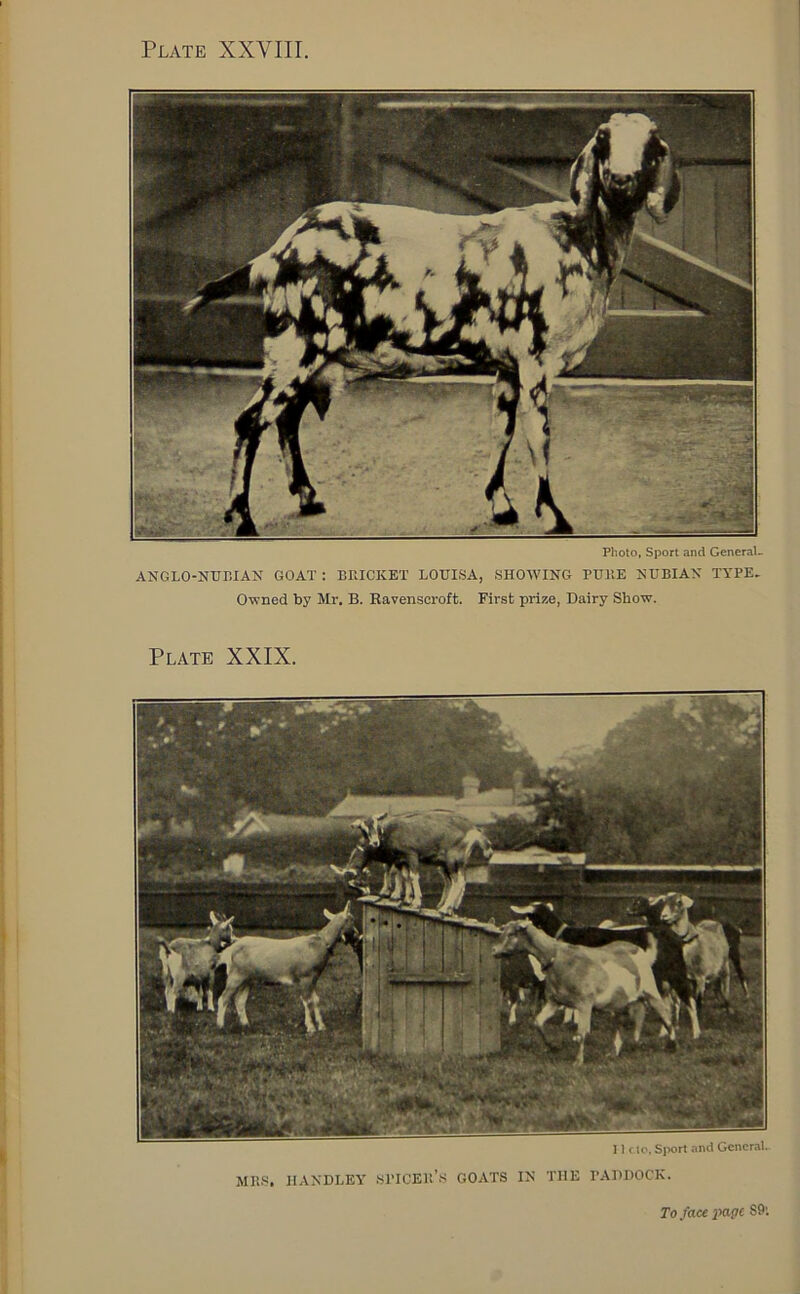 Photo, Sport and General- ANGLO-NUBIAN GOAT : BMCKET LOUISA, SHOWING PUKE NUBIAN TYPE, Owned by Mr. B. Ravenscroft. First prize, Dairy Show. Plate XXIX. MBS. HANDLEY SPICEU's GOATS IN THE PADDOCK. To face ivxgc 89: