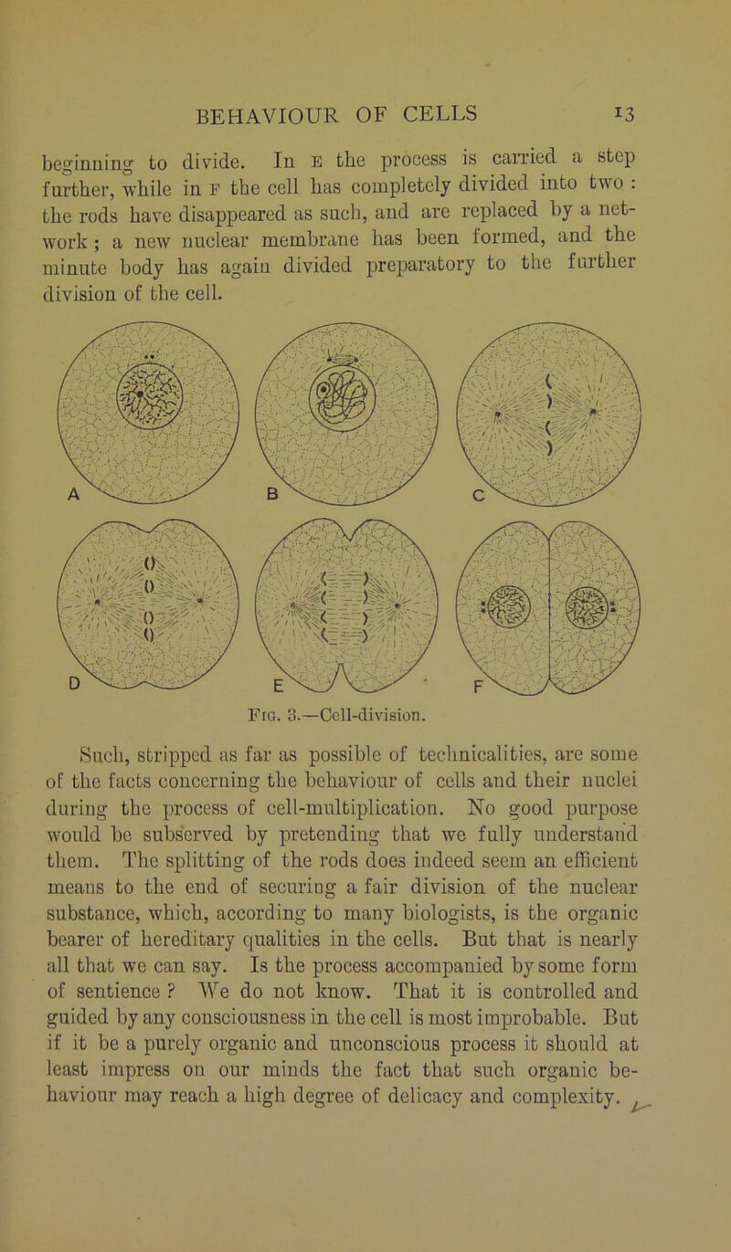 beginning to divide. In E the process is carried a step further, while in F the cell has completely divided into two : the rods have disappeared as such, and are replaced by a net- work ; a new nuclear membrane has been formed, and the minute body has again divided preparatory to the further division of the cell. Fig. 3.—Cell-division. Such, stripped as far as possible of technicalities, are some of the facts concerning the behaviour of cells and their nuclei during the process of cell-multiplication. No good purpose would be subserved by pretending that we fully understand them. The splitting of the rods does indeed seem an efficient means to the end of securiug a fair division of the nuclear substance, which, according to many biologists, is the organic bearer of hereditary qualities in the cells. But that is nearly all that we can say. Is the process accompanied by some form of sentience ? We do not know. That it is controlled and guided by any consciousness in the cell is most improbable. But if it be a purely organic and unconscious process it should at least impress on our minds the fact that such organic be- haviour may reach a high degree of delicacy and complexity. 7