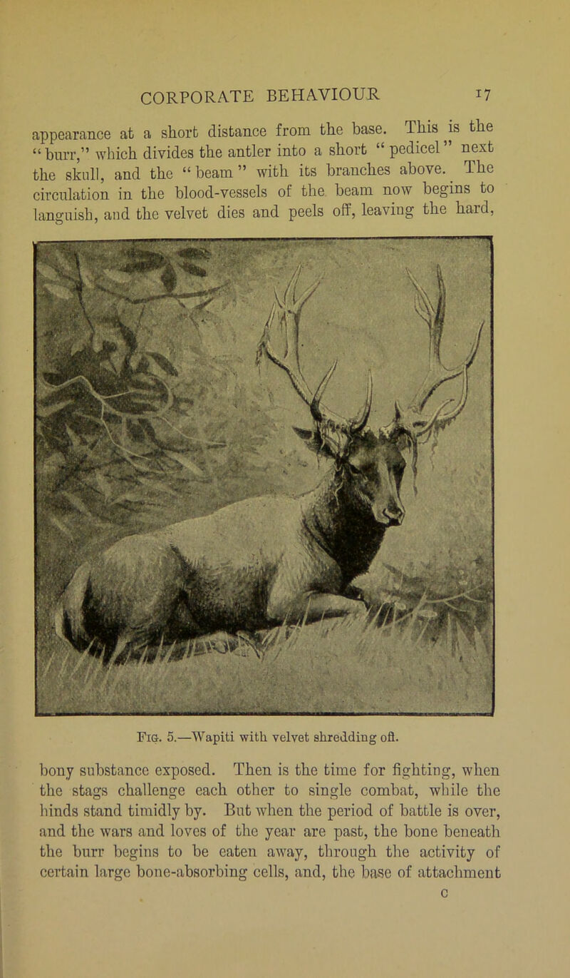 appearance at a short distance from the base. This is the “burr,” which divides the antler into a short “ pedicel” next the skull, and the “beam” with its branches above. The circulation in the blood-vessels of the beam now begins to languish, and the velvet dies and peels ofl, leaving the hard, Fig. 5.—Wapiti with velvet shredding ofl. bony substance exposed. Then is the time for fighting, when the stags challenge each other to single combat, while the hinds stand timidly by. But when the period of battle is over, and the wars and loves of the year are past, the bone beneath the burr begins to be eaten away, through the activity of certain large bone-absorbing cells, and, the base of attachment c