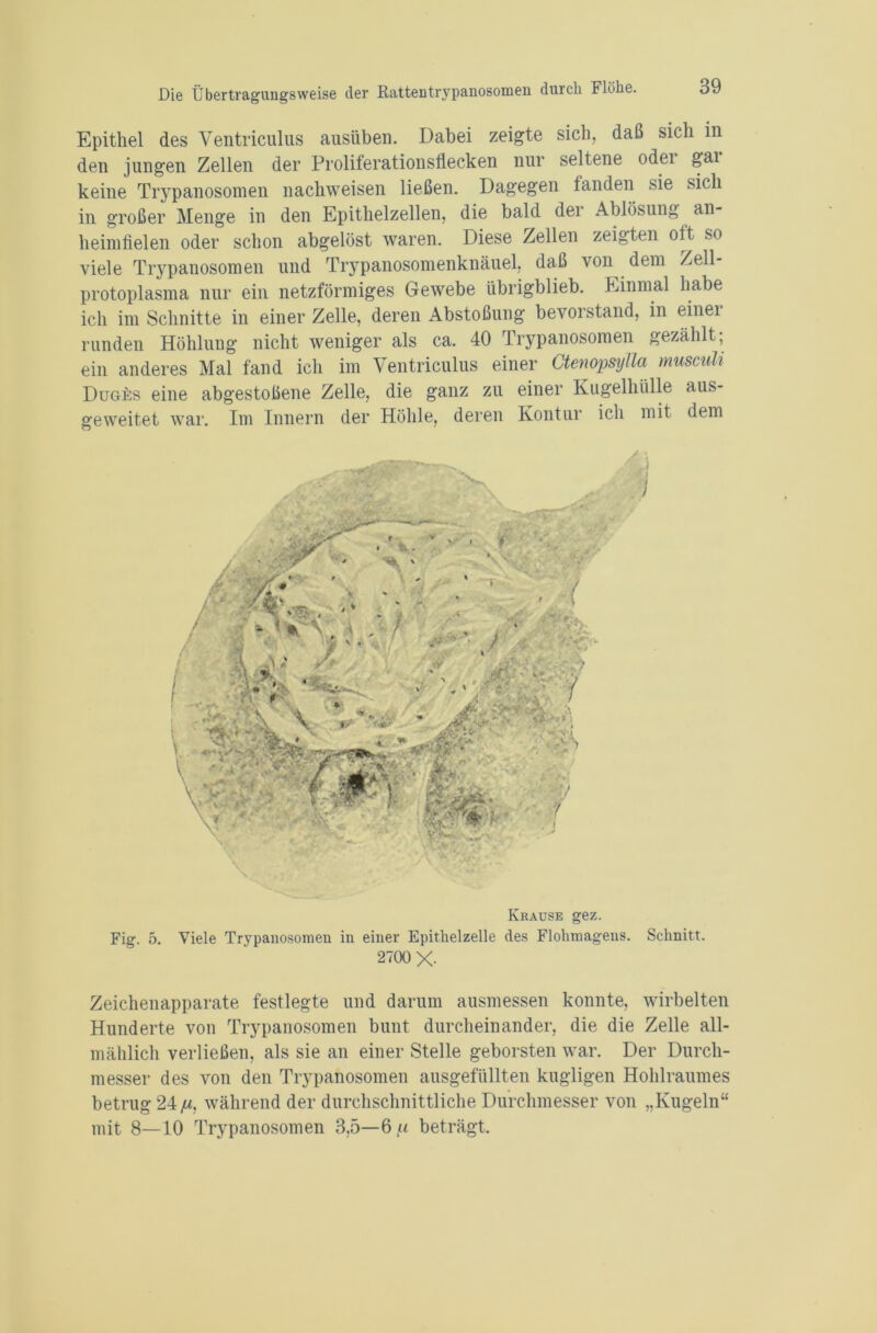 Epithel des Yentriculus ausüben. Dabei zeigte sich, daß sich in den jungen Zellen der Proliferationsflecken nur seltene odei gai keine Trypanosomen nachweisen ließen. Dagegen fanden sie sich in großer Menge in den Epithelzellen, die bald der Ablösung an- heimfielen oder schon abgelöst waren. Diese Zellen zeigten oft so viele Trypanosomen und Trypanosomenknäuel, daß von dem Zell- protoplasma nur ein netzförmiges Gewebe übrigblieb. Einmal habe ich im Schnitte in einer Zelle, deren Abstoßung bevorstand, in einei runden Höhlung nicht weniger als ca. 40 Trypanosomen gezählt; ein anderes Mal fand ich im Ventriculus einer Ctenopsylla musculi Duges eine abgestoßene Zelle, die ganz zu einer Kugelhülle aus- geweitet war. Im Innern der Höhle, deren Kontur ich mit dem .1 Fig. 5. Viele Trypanosomen in einer Epithelzelle des Flohmagens. Schnitt. 2700 X- Zeichenapparate festlegte und darum ausmessen konnte, wirbelten Hunderte von Trypanosomen bunt durcheinander, die die Zelle all- mählich verließen, als sie an einer Stelle geborsten war. Der Durch- messer des von den Trypanosomen ausgefüllten kugligen Hohlraumes betrug 24 /u, während der durchschnittliche Durchmesser von „Kugeln“ mit 8—10 Trypanosomen 3,5—6« beträgt.