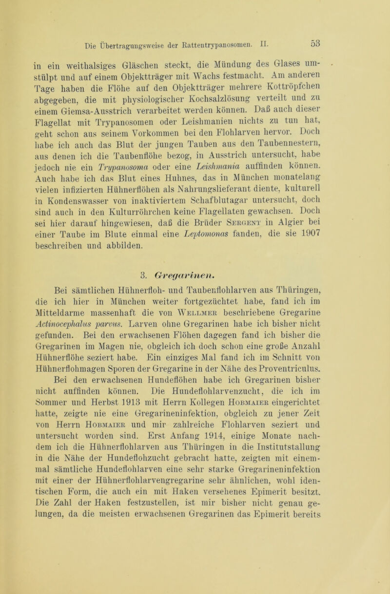 in ein weithalsiges Gläschen steckt, die Mündung des Glases um- stülpt und auf einem Objektträger mit Wachs festmacht. Am anderen Tage haben die Flöhe auf den Objektträger mehrere Kottröpfchen abgegeben, die mit physiologischer Kochsalzlösung verteilt und zu einem Giemsa-Ausstrich verarbeitet werden können. Daß auch dieser Flagellat mit Trypanosomen oder Leishmanien nichts zu tun hat, geht schon aus seinem Vorkommen bei den Flohlarven hervor. Doch habe ich auch das Blut der jungen Tauben aus den Taubennestern, aus denen ich die Taubenflöhe bezog, in Ausstrich untersucht, habe jedoch nie ein Trypanosoma oder eine Leishmania aulfinden können. Auch habe ich das Blut eines Huhnes, das in München monatelang vielen infizierten Hühnerflöhen als Nahrungslieferant diente, kulturell in Kondenswasser von inaktiviertem Schafblutagar untersucht, doch sind auch in den Kulturröhrchen keine Flagellaten gewachsen. Doch sei hier darauf hingewiesen, daß die Brüder Sergent in Algier bei einer Taube im Blute einmal eine Leptomonas fanden, die sie 1907 beschreiben und abbilden. 3. Gregarinen. Bei sämtlichen Hühnerfloh- und Taubenflohlarven aus Thüringen, die ich hier in München weiter fortgezüchtet habe, fand ich im Mitteldarme massenhaft die von Wellmer beschriebene Gregarine Actinocephalus parvus. Larven ohne Gregarinen habe ich bisher nicht gefunden. Bei den erwachsenen Flöhen dagegen fand ich bisher die Gregarinen im Magen nie, obgleich ich doch schon eine große Anzahl Hühnerflöhe seziert habe. Ein einziges Mal fand ich im Schnitt von Hühnerflohmagen Sporen der Gregarine in der Nähe desProventriculus. Bei den erwachsenen Hundeflöhen habe ich Gregarinen bisher nicht auffinden können. Die Hundeflohlarvenzucht, die ich im Sommer und Herbst 1913 mit Herrn Kollegen Hobmaier eingerichtet hatte, zeigte nie eine Gregarineninfektion, obgleich zu jener Zeit von Herrn Hobmaier und mir zahlreiche Flohlarven seziert und untersucht worden sind. Erst Anfang 1914, einige Monate nach- dem ich die Hühnerflohlarven aus Thüringen in die Institutstallung in die Nähe der Hundeflohzucht gebracht hatte, zeigten mit einem- mal sämtliche Hundeflohlarven eine sehr starke Gregarineninfektion mit einer der Hühnerflohlarvengregarine sehr ähnlichen, wohl iden- tischen Form, die auch ein mit Haken versehenes Epimerit besitzt. Die Zahl der Haken festzustellen, ist mir bisher nicht genau ge- lungen, da die meisten erwachsenen Gregarinen das Epimerit bereits