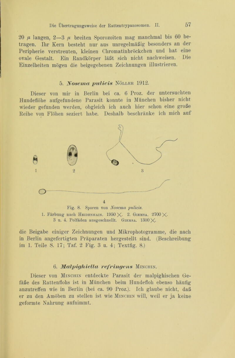 20 [x langen, 2—3 /< breiten Sporozoiten mag manchmal bis 60 be- tragen. Ihr Kern besteht nur aus unregelmäßig besonders an der Peripherie verstreuten, kleinen Chromatinbröckchen und hat eine ovale Gestalt. Ein Randkörper läßt sich nicht nachweisen. Die Einzelheiten mögen die beigegebenen Zeichnungen illustrieren. 5. JYosema pulicÄs Nöller 1912. Dieser von mir in Berlin bei ca. 6 Proz. der untersuchten Hundeflöhe aufgefundene Parasit konnte in München bisher nicht wieder gefunden werden, obgleich ich auch hier schon eine große Reihe von Flöhen seziert habe. Deshalb beschränke ich mich aut 4 Fig. 8. Sporen von Nosema pulicis. 1. Färbung nach Heidenhain. 1950 X- 2. Giemsa. 2700 X- 3 u. 4. Polfäden ausgeschnellt. Giemsa. 1300 X- die Beigabe einiger Zeichnungen und Mikrophotogramme, die nach in Berlin allgefertigten Präparaten hergestellt sind. (Beschreibung im 1. Teile S. 17; Taf. 2 Fig. 3 u. 4; Textfig. 8.) 6. Malpighiella refringe ns Minchin. Dieser von Minchin entdeckte Parasit der malpighischen Ge- fäße des Rattenflohs ist in München beim Hundefloh ebenso häufig anzutreffen wie in Berlin (bei ca. 90 Proz.). Ich glaube nicht, daß er zu den Amöben zu stellen ist wie Minchin will, weil er ja keine geformte Nahrung aufnimmt.