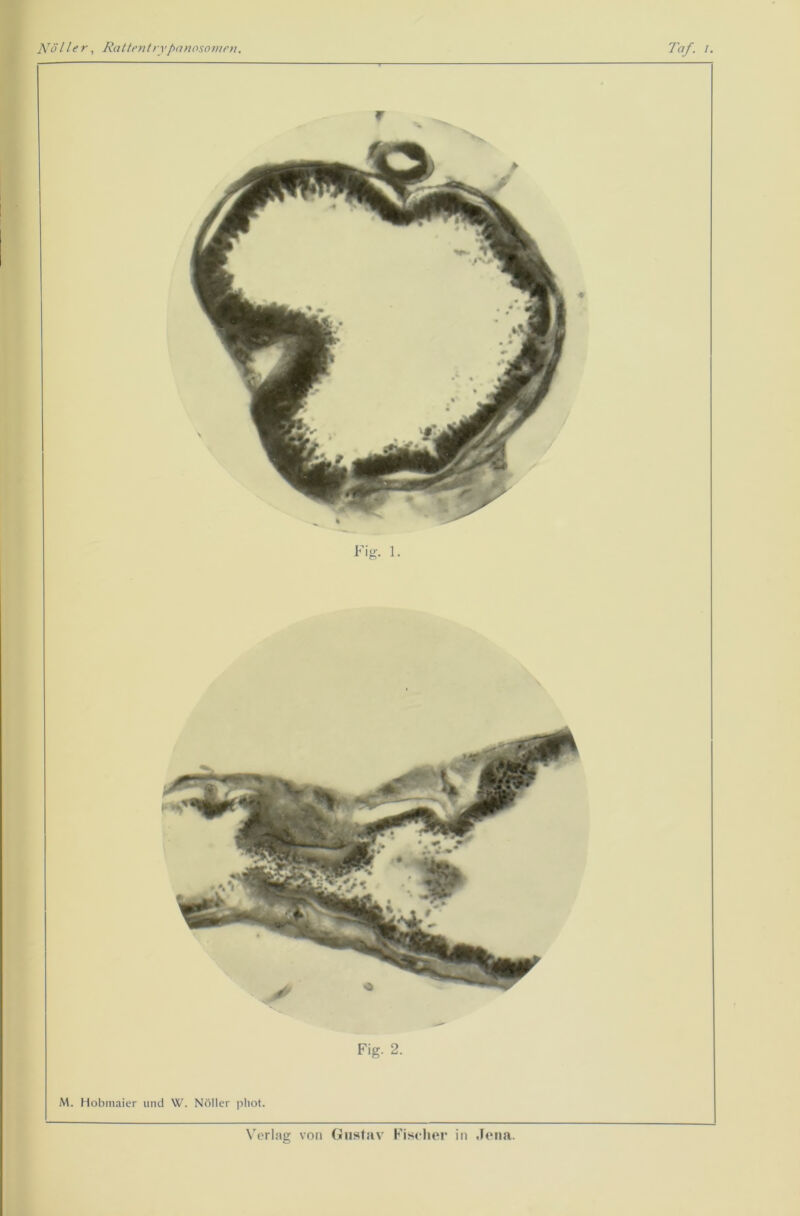 M. Hobmaier und \V. Nöller pliot.