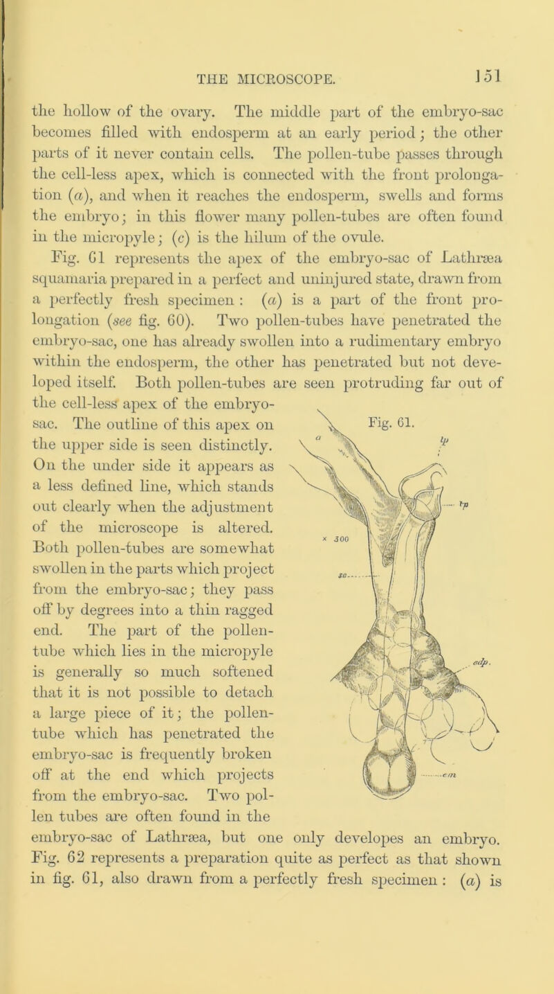 ]0l tlie hollow of the ovaiy. The middle part of the embryo-sac becomes filled ■with eudosperm at an early period; the other })arts of it never contain cells. The pollen-tube passes through the cell-less apex, which is connected with the front prolonga- tion (a), and when it reaches the endosperm, swells and forms the embryo; in this fiower many polleix-tubes are often found in the micropyle; (c) is the hilum of the o-vule. Fig. G1 represents the apex of the embiyo-sac of Lathi’sea squamaria prepared in a perfect and uninjured state, dra\vn from a perfectly fresh specimen : (a) is a pm-t of the front pro- longation (nee fig. 60). Two pollen-tubes have penetrated the embryo-sac, one has already swollen into a rudimentaxy embiyo within the endosperm, the other has peneti’ated but not deve- loped itself. Both pollen-tubes are seen ^xrotruding far out of the cell-less apex of the embiyo- sac. The outline of this apex on the ujiper side is seen cUstinctly. On the under side it appeal’s as a less defined line, which stands out clearly when the adjustment of the mici’oscope is altered. Both pollen-tubes are somewhat swollen in the pai’ts which project fx’om the embi-yo-sac; they pass otf by degi’ees into a thin ragged end. The part of the pollen- tube which lies in the mici’opyle is generally so much softened that it is not possible to detach, a lai’ge piece of it; the pollen- tube which has peneti’ated the embryo-sac is frequently broken off at the end which projects from the embryo-sac. Two pol- len tubes ai’e often foimd in the embryo-sac of Lathrsea, but one only developes an embiyo. Fig. 62 represents a preparation quite as perfect as that shown