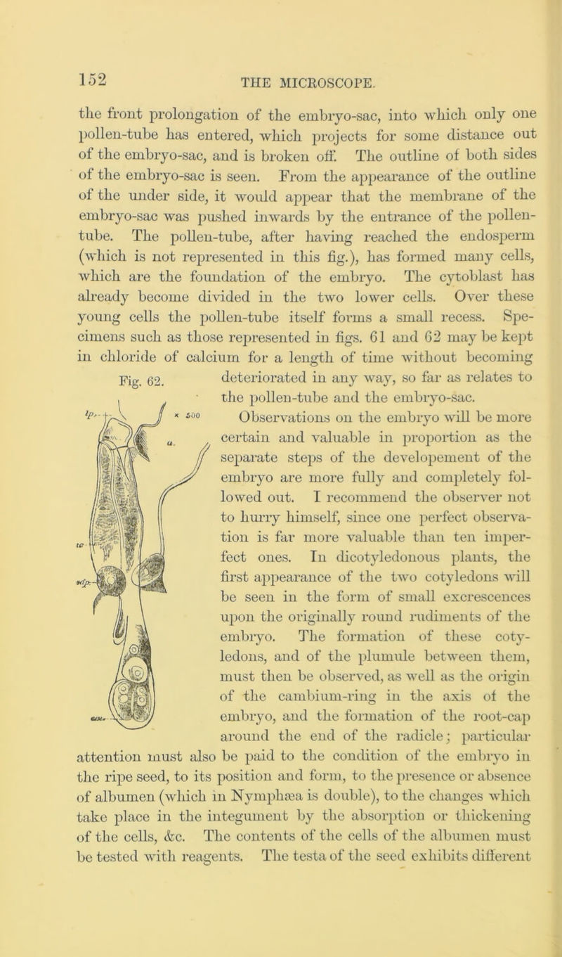 the front prolongation of the embryo-sac, into which only one pollen-tube has entered, which projects for some distance out of the embryo-sac, and is bi’oken off. The outline of both sides of the embryo-sac is seen. From the appearance of the outline of the under side, it would ap2:>ear that the membrane of the embryo-sac was jiushed inwards by the enti’ance of the pollen- tube. The pollen-tube, after having reached the endosperm (which is not represented in this fig.), has formed many cells, which are the foundation of the embryo. The cytoblast has already become di\dded in the two lower cells. Over these yoiing cells the pollen-tube itself forms a small recess. Spe- cimens such as those represented in figs. 61 and 62 may be kept in chloride of calcium for a length of time without becoming Fig. 62. detei-iorated in any way, so far as relates to tlie })ollen-tube and the embryo-.sac. Observations on the embryo will be more certain and valuable in proportion as the sepaiute stejjs of the developement of the embryo are more fully and comj)letely fol- lowed out. I recommend the observer not to hurry himself, since one perfect observa- tion is far more valuable than ten imper- fect ones. In dicotyledonous plants, the first appearance of the two cotyledons will be seen in the form of small excrescences upon the originally round i-utlimeuts of the embryo. The formation of these coty- ledons, and of the plumule between them, must then be observed, as well tis the origin of the cambium-ring in the axis of the embryo, and the formation of the root-caji around the end of the radicle; particular attention must iilso be paid to tlie condition of the embryo in tlie ripe seed, to its position and form, to the presence or absence of albumen (which in Nyundia^a is double), to the changes which take place in the integument by the absorption or thickening of the cells, &c. The contents of the cells of the albumen must be tested with reagents. The testa of the seed exhibits difterent