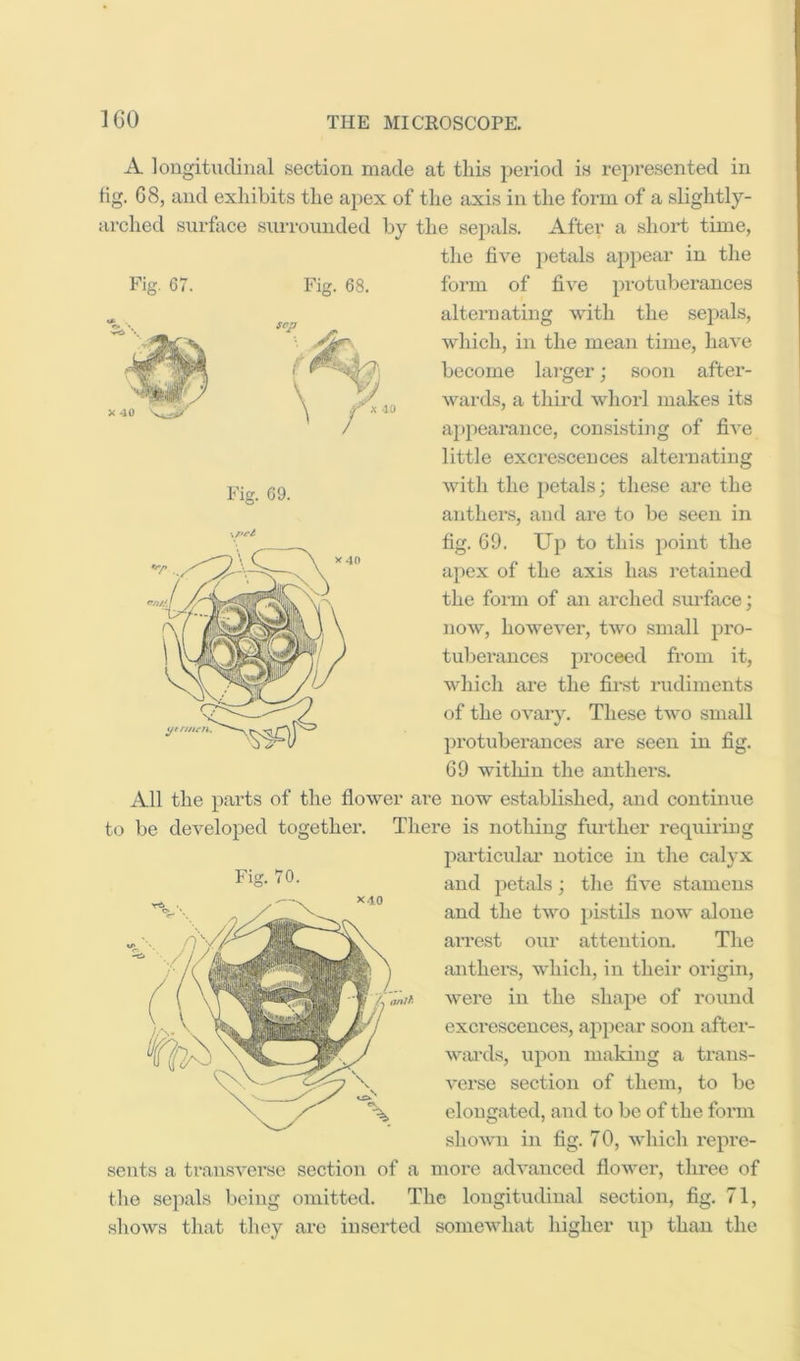 A longitudinal section made at this period is represented in fig. G8, and exhibits the apex of the Jixis in the form of a slightly- arched surface surrounded by the sepals. After a short time, the five petals appear in the Fig. 67. Fig. 68. Fig. 69. \/>ct foi’in of five protuberances alternating with the seiDals, which, in the mean time, have become lai’ger; soon after- wai'ds, a third whorl makes its appearance, consisting of five little excrescences alternating with the petals; these are the anthers, and are to be seen in fig. G9. Up to this point the apex of the axis has retained the form of an arched surfixce; now, however, two small pro- tuberances proceed from it, which are the finst rudiments of the ovary. These two small protuberances are seen in fig. 69 within the anthers. All the parts of the flower are now established, and continue to be developed together. There is nothing fiu-ther requiring particuhu' notice in the calyx and petals; the five stamens and the two pistils now alone arrest our attention. The anthers, which, in their origin, were in the shape of round excrescences, appear soon after- WiU’ds, upon making a trans- verse section of them, to be elongated, and to be of the form shown in fig. 70, which repi’e- sents a transverse section of a more adA'anced flower, three of shows that they are inserted somewhat higher up than the (inlh