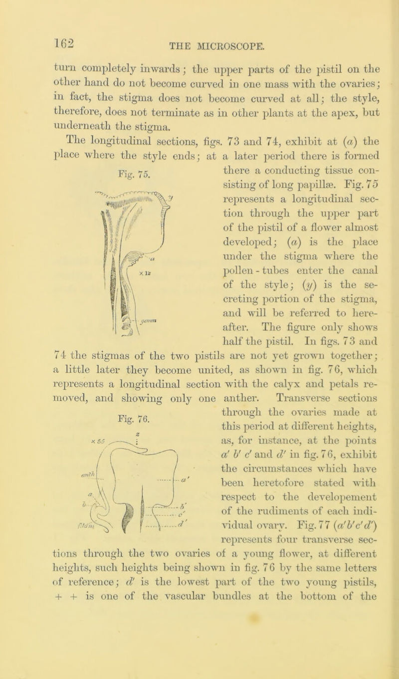 tuni completely inwards; the uj)})er ]^arts of the i)istil on the other hand do not become curved in one mass with the ovai’ies; in fact, the stigma does not become ciu-ved at all; the style, therefore, does not tei’uiinate as in other plants at the apex, but underneath the stigma. The longitudinal sections, figs. 73 and 74, exhibit at (a) the place where the style ends; at a later 2>eriod there is formed there a conducting tissue con- sisting of long papillae. Fig. 75 rc2:»resents a longitudinal sec- tion through the upper part of the pistil of a flower almost developed; («) is the place under the stigma where the pollen - tubes enter the canal of the style; (y) is the se- creting portion of the stigma, and will be referred to hert*- after. The figure only shows half the })istil. In figs. 73 and 74 the stigmas of the two pistils are not yet grown together; a little later they become imited, as shown in fig. 7 6, which represents a longitiidinal section with the calyx and petals re- moved, and showing only one anther. Transverse sections through the ovaries made at this pei-iod at different heights, jis, for instance, at the points a' y c' and d' in fig. 7 G, exliibit the circumstances which have been heretofore stated with respect to the developement of the rudiments of each indi- vidual ovary. Fig. 77 {afh'c'd') represents four transverse sec- tions through the two ovaries of a young flower, at different heights, such heights being shown in fig. 7 6 by the same letters of reference; d' is the lowest part of the two young pistils, -f- + is one of the vascular bundles at the bottom of the