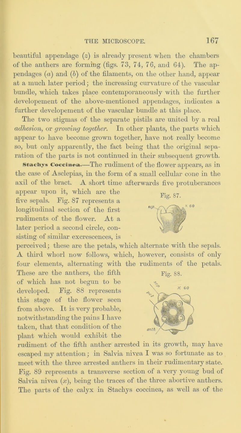 beautiful appendage {z) is already present when the chambers of the anthers are forming (figs. 73, 74, 7G, and G4). The ap- pendages (a) and (h) of the filaments, on tlie other liand, appear at a much later period; the increasing cm'vaturc of the vascular bundle, Avhich takes place contemporaneously with the further developement of the above-mentioned appendages, indicates a further developement of the vascular bundle at this place. The two stigmas of the separate pistils ai’e united by a real adhesion, or (jroioincj together. In other plants, the parts which appear to have become grown together, have not really become so, but only appai'ently, the fact being that the original sej)a- ration of the parts is not continued in their subsequent growth. Cocciiioa—The rudiment of the flower appears, as in the case of Asclepias, in the form of a small cellular cone in the axil of the bract. A short time afterwards five protuberances appear upon it, which are the five sepals. Fig. 87 represents a longitudinal section of the first later period a second circle, con- sisting of similar excrescences, is perceived; these are the petals, which alternate with the sepals. A third whorl now follows, which, however, consists of only four elements, alternating with the rudiments of the petals. of which has not begun to be developed. Fig. 88 represents this stage of the flower seen from above. It is very probable, notwithstanding the pains I have taken, that that condition of the plant which would exhibit the rudiment of the fifth anther arrested in its growth, may have escaped my attention; in Salvia nivea I was so fortimate as to meet with the three arrested anthers in theii’ rudimentary state. Fig. 89 represents a transverse section of a veiy young bud of Salvia nivea (x), being the traces of the three abortive anthers. The parts of the calyx in Stachys coccinea, as well as of the X 60