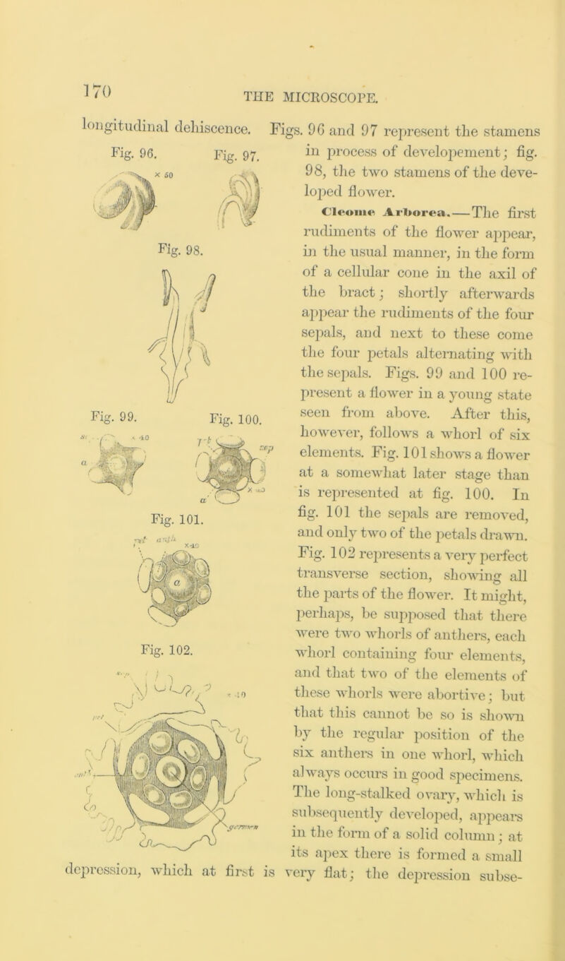 longitudinal dehiscence. Fig. 96. Fig. 97. depression, which at first is Figs. 9G and 97 represent the stamens in j:)rocess of develo2)ement; fig. 98, the two stamens of the deve- lo2>ed flower. Ai-l>orea. The first rudiments of the flower ai)j>ear, ui the usual manner, in the form of a cellular cone in the axil of the hi’act; shortly afterwards a])jiear the rudiments of the four se])als, and next to these come the four petals alternating Avith the sepals. Figs. 99 and 100 re- present a flower in a yoiing state seen from above. After this, however, follows a whorl of six elements. Fig. lOlshoAvsaflower at a somewhat later stage than is represented at fig. 100. In fig. 101 the sepals are removed, and only two of the petals drawn. Fig. 102 represents a very perfect ti’ansA^erse section, shoAving all the jAai-ts of the floAvei*. It might, perhaps, be sujiposed that there Avere tAvo Avhorls of anthers, each whorl containing four elements, and that tAvo of the elements of these AA'horls AA'ere aljortiA'e; but that this cannot be so is shoAAui by the regular jAosition of the six anthei-s in one Avhorl, Avhich ahvays occurs in good specimens. The long-stalked o\-ary, Avhich is subsequently deA’elojied, ajipeai’s in the form of a solid cohmui; at its apex there is formed a small very flat; the depi-cssion subse-