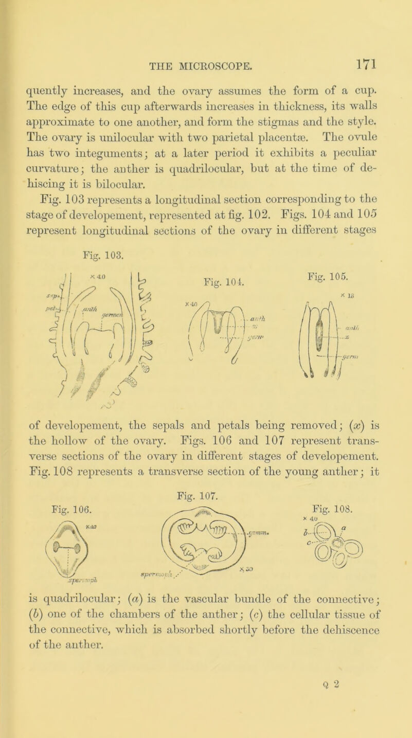 quently increases, and the ovary assumes the form of a cup. The edge of this cup afterwards increases in thickness, its walls approximate to one another, and form the stigmas and the style. The ovary is unilocular with two parietal placentte. The ovule has two integuments; at a later period it exhibits a peculiar curvature; the anther is quadrilocidar, but at the time of de- ■ hiscing it is bilocular. Fig. 103 represents a longitudinal section corresponiliug to the stage of developement, represented at fig. 102. Figs. 104 and 105 represent longitudinal sections of the ovary in dilferent stages Fig. 103. of developement, the sepals and petals being removed; (x) is the hollow of the ovary. Figs. 106 and 107 repi'esent trans- verse sections of the ovary in different stages of developement. Fig. 108 represents a transverse section of the young anther; it Fig. 107. is quadrilocular; (a) is the vascular bmidle of the connective; (h) one of the chambers of the anther; (c) the celhilar tissue of the connective, which is absorbed shortly before the dehiscence of the anther.