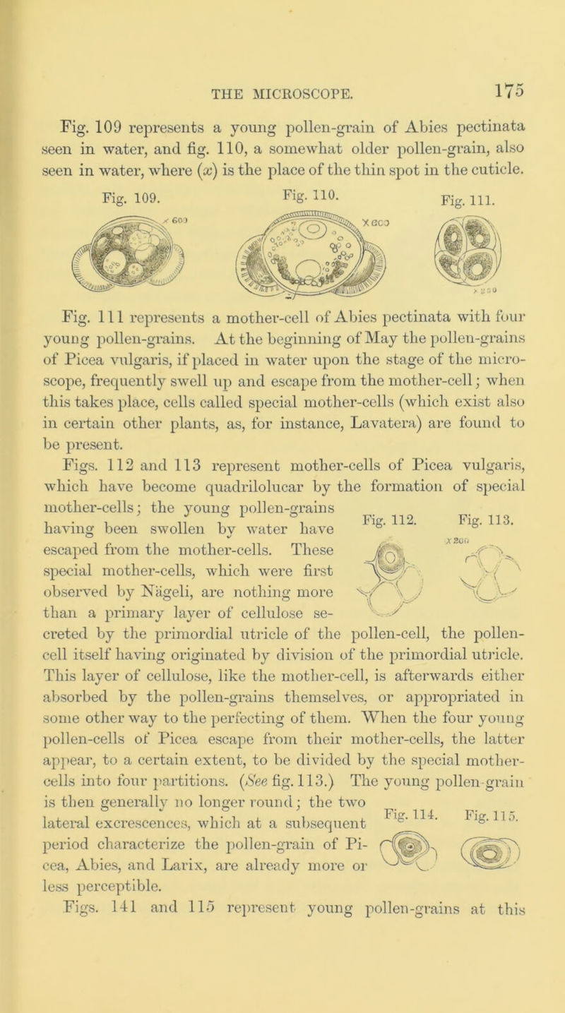 Fig. 109 represents a young pollen-gi’ain of Abies pectinata .seen in water, and fig. 110, a somewhat older pollen-grain, also seen in water, where (cc) is the place of the thin spot in the cuticle. Fig. 109. Fig. 110. Fig. 111. Fig. Ill represents a mother-cell of Abies pectinata with four young pollen-grains. At the beginning of May the pollen-grains of Picea vulgai’is, if placed in water upoia the stage of the micro- scope, frequently swell up and escape from the mother-cell; when this takes place, cells called special mother-cells (which exist also in certain other plants, as, for instance, Lavatera) are found to be pi'esent. Figs. 112 and 113 represent mother-cells of Picea vulgaris, which have become quadrilolucar by the formation of special mother-cells; the young pollen-grains having been swollen bv water have escaped from the mother-cells. These special mother-cells, which were first observed by Niigeli, are nothing more Fig. 112. Fig. 113. XZOli 7 X V, 1 - y than a primary layer of cellulose se- creted by the primordial utricle of the pollen-cell, the pollen- cell itself having originated by division of the primordial ut)’icle. This layer of cellulose, like the mothex'-cell, is afterwards either absorbed by the pollen-grains themselves, or appropriated in some other way to the perfecting of them. When the four young pollen-cells of Picea escape from their mother-cells, the latter ap|)ear, to a certain extent, to be divided by the special mother- cells into four j)artitions. {See fig. 113.) The young pollen gi-ain is then generally no longer round; the two lateral excrescences, which at a subsequent period characterize the pollen-grain of Pi- cea, Abies, and Larix, are already more or less perceptible. Figs. 141 and 115 rejn’esent young pollen-grains at this Fig. 114. Fig. 115.