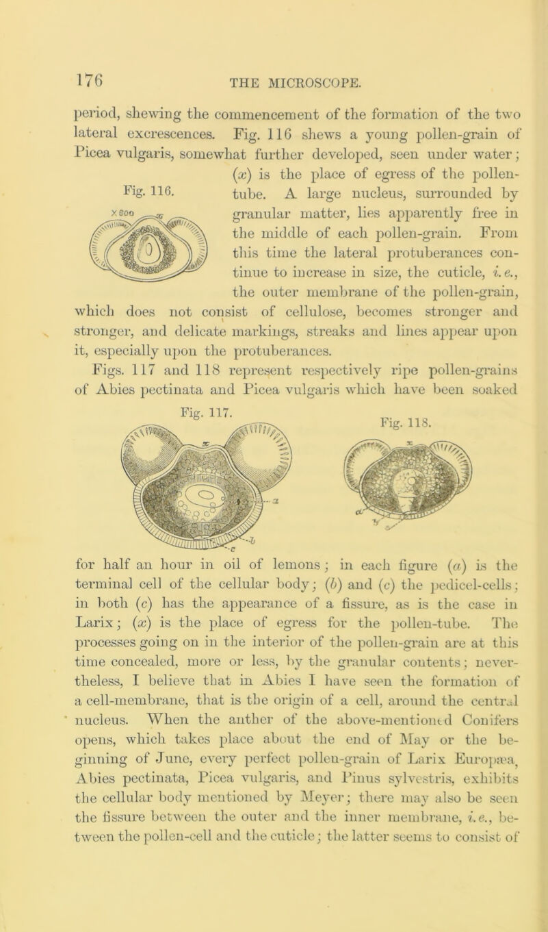 period, shewdng the commencement of the formation of the two lateral excrescences. Fig. IIG shews a young pollen-grain of Picea vulgaris, somewhat further develojied, seen i;iider watei'; {x) is the place of egress of the pollen- tube. A large nucleus, surrounded by granular matter, lies api>arently free in the middle of each j:>ollen-graiu. From this time the lateral protuberances con- tinue to increase in size, the cuticle, i.e., the outer membrane of the pollen-grain, which does not consist of cellulose, becomes stronger and stronger, and delicate markings, streaks and lines appear upon it, especially upon the protuberances. Figs. 117 and 118 represent respectively ripe pollen-grains of Abies pectinata and Picea vulgaris which liave been soaked Fig. 116. Fig. 117. Fig. 118. for half an hour in oil of lemons; in each figure (a) Ls the terminal cell of the cellular body; [h) and (c) the ])cdicel-cells; in both (c) has the appearance of a fissure, as is the case in Larix; (x) is the place of egress for the ])ollen-tube. The processes going on in the interior of the pollen-grain are at this time concealed, more or less, by the granular contents ; never- theless, I believe that in Abies I have seen the formation of a cell-membrane, that is the origin of a cell, around the central ■ nucleus. When the anther of the above-mentioned Conifers o})ens, which takes place about the end of May or the be- ginning of June, eveiy perfect pollen-grain of Larix Europa'a^ Abies pectinata, Picea vulgaris, and Pinus sylvestri.s, exhibits the cellular body mentioned by Meyer; there may also be seen the fissure between the outer and tlie inner membrane, be- tween the pollen-cell and the cuticle; the latter seems to consist of