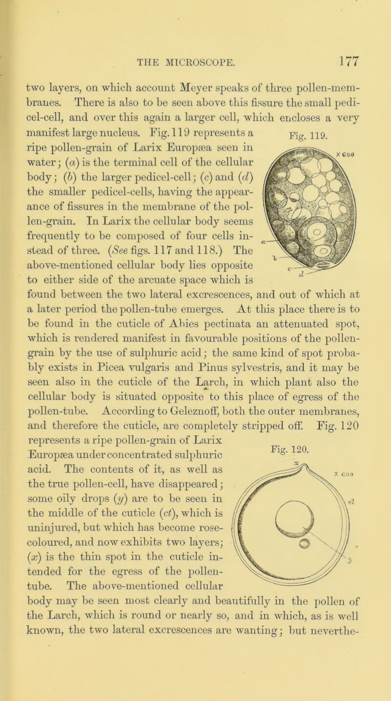 two layers, on wliich account Meyer speaks of three pollen-mem- branes. There is also to be seen above this fissure the small pedi- cel-cell, and over this again a lai’ger cell, which encloses a veiy manifest large nucleus. Fig. 119 represents a ripe pollen-grain of Larix Europtea seen in water; (a) is the terminal cell of the cellular body; (6) the larger pedicel-cell; (c) and {d) the smaller pedicel-cells, having the appear- ance of fissures in the membrane of the pol- len-grain. In Larix the cellular body seems frequently to be composed of four cells in- stead of three. [See figs. 117 and 118.) The above-mentioned cellular body lies opposite to either side of the arcuate space which is found between the two lateral excrescences, and out of which at a later period the pollen-tube emerges. At this place there is to be found in the cuticle of Abies pectiuata an attenuated spot, which is I’endered manifest in favourable jiositions of the pollen- grain by the use of sulphuric acid ; the same kind of spot proba- bly exists in Picea vulgaris and Pinus sylvestris, and it may be seen also in the cuticle of the Larch, in which plant also the cellular body is situated opposite to this place of egress of the pollen-tube. According to Geleznoflf, both the outer membranes, and therefore the cuticle, are completely stripped off. Fig. 120 represents a ripe pollen-gi-ain of Larix Europsea under concentrated sulphuric acid. The contents of it, as well as the true pollen-cell, have disappeared; some oily drops {y) are to be seen in the middle of the cuticle {ct), which is uninjured, but which has become rose- coloui’ed, and now exhibits two layers; (cc) is the thin spot in the cuticle in- tended for the egress of the pollen- tube. The above-mentioned cellular body may be seen most clearly and beautifully in the pollen of the Larch, which is round or nearly so, and in which, as is well known, the two lateral excrescences are wanting; but neverthe- Fig. 120. Fig. 119.