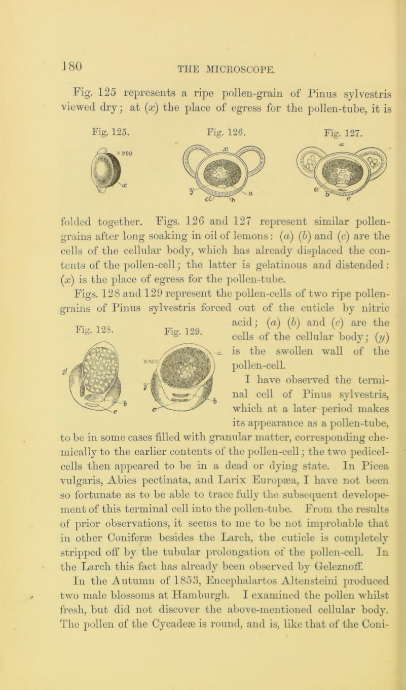 J80 Fig. 125 repi-e.sents a ripe pollen-grain of Pinus sylvestris viewed dry; at {x) the place of egress for the pollen-tube, it is Fig. 125. Fig. 126. Fig. 127. folded together. Pigs. 12G and 127 represent similar pollen- grains aftc;r long soaking in oil of lemons : (a) (b) and (c) are the cells of the cellidar body, which has already displaced the con- tents of the pollen-cell; the latter is gelatinous and distended: (x) is the place of egress for the pollen-tiibe. Figs. 128 and 129 represent the pollen-cells of two ripe pollen- grains of Pinus sylvestris forced out of the cuticle by nitric acid; (a) (b) and (c) are the Fig. 128. Fig. 129. cells of the cellular body; (y) is the swollen wall of the pollen-cell. I have observed the termi- nal cell of Pinus sylvestris, which at a later period makes its appearance as a pollen-tube, to be in some cases filled with granular mattei', corresponding che- mically to the earlier contents of the pollen-cell; the two pedicel- cells then appeared to be in a dead or dying state. In Picea vulgaris, Abies pectinata, and Larix Europtea, I have not been so fortunate as to be able to trace fully the subsequent develope- ment of this terminal cell into the pollen-tube. From the results of prior observations, it seems to me to be not improbable that in other Coniferm besides the Lai’ch, the cuticle is completely stripped off by the tubular prolongation of the pollen-cell. In the Larch this fact has already been observed by Geleznofi'. In the Autumn of 1853, Encephalartos Altensteini produced two male blossoms at Hamburgh. I examiued the pollen whilst fresh, but did not discover the above-mentioned celhilar body. The pollen of the Cycadea3 is round, and is, like that of the Coni-