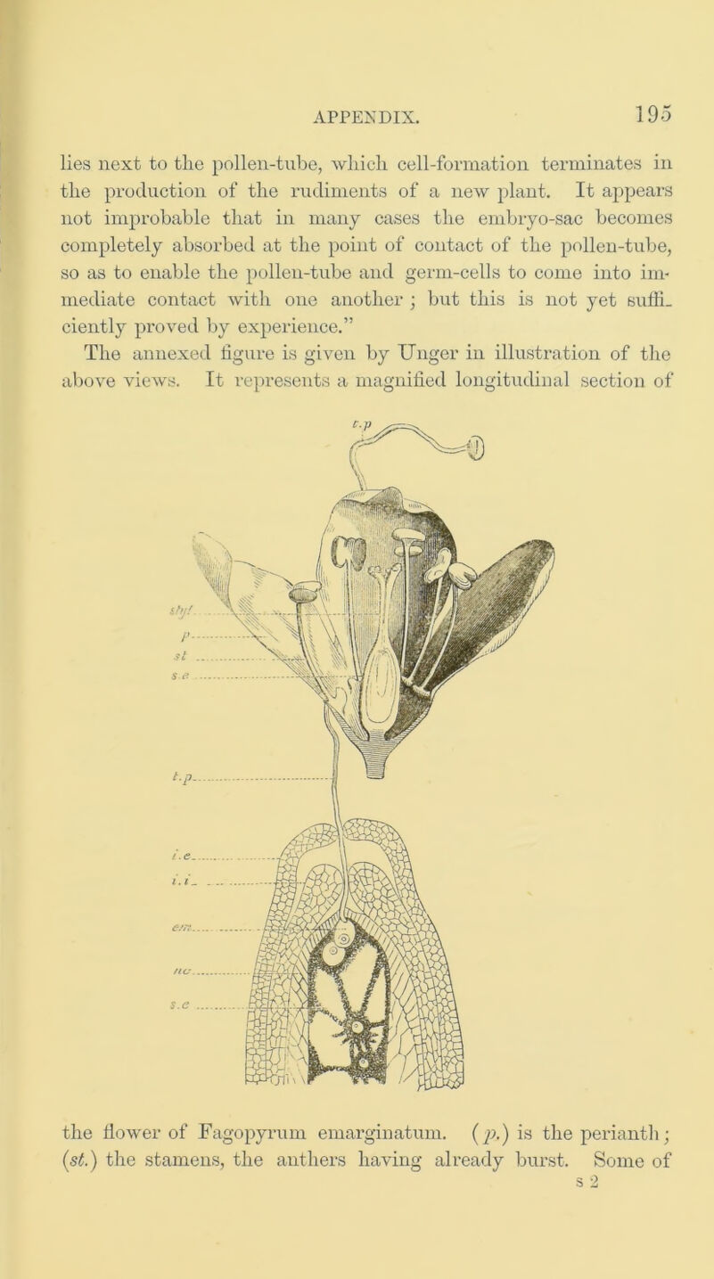 lies next to the pollen-tube, which cell-formation terminates in the production of the rudiments of a new plant. It appears not improbable that in many cases the embryo-sac becomes completely absorbed at the point of contact of the pollen-tube, so as to enable the pollen-tube and germ-cells to come into im- mediate contact with one another ; but this is not yet suffi- ciently proved by experience.” The annexed figure is given by Unger in illustration of the above views. It represents a magnified longitudinal section of the flower of Fagopyi’um emarginatuni. (^;.) is the perianth; (st.) the stamens, the anthers having already burst. Some of
