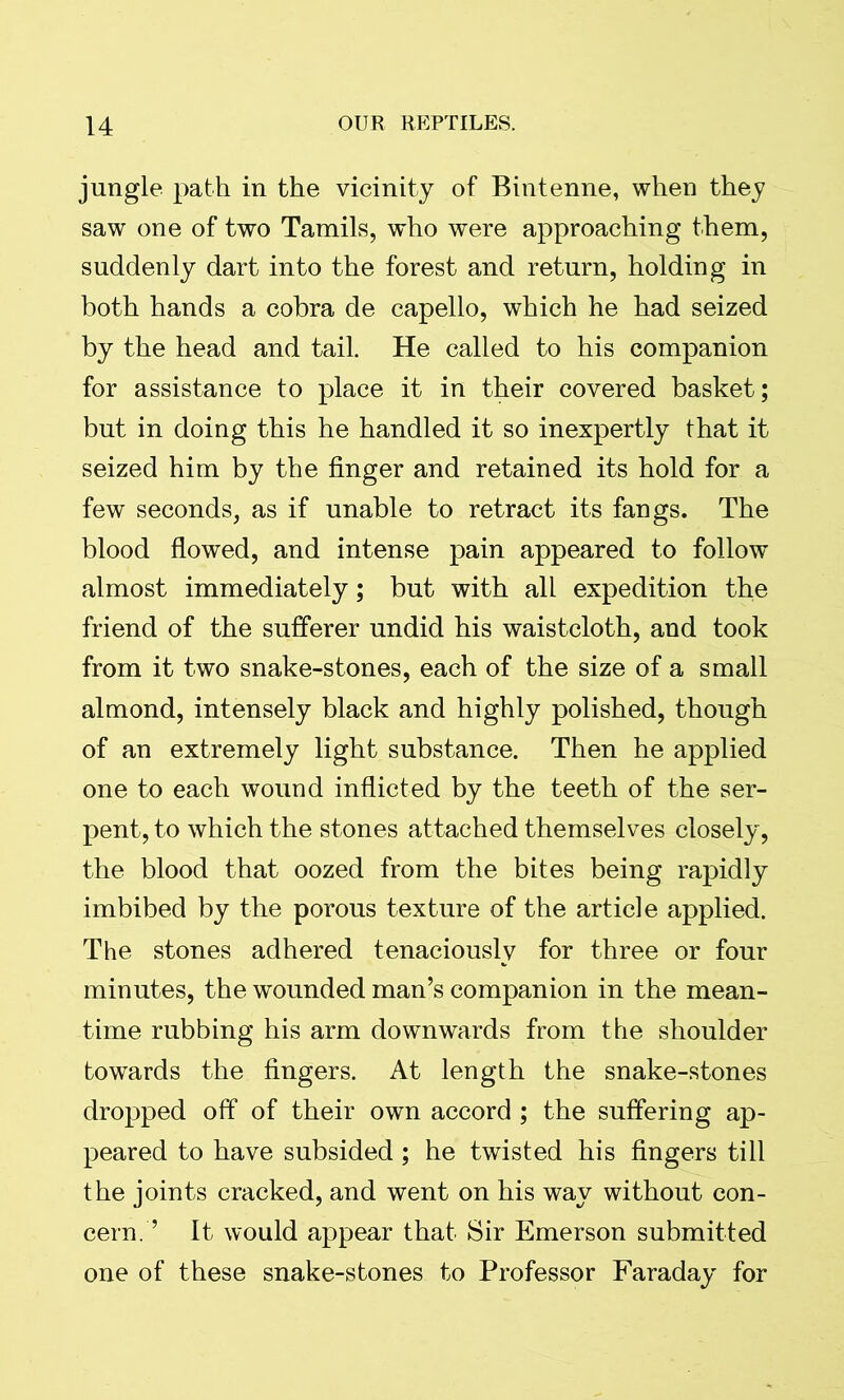 jungle path in the vicinity of Bintenne, when they saw one of two Tamils, who were approaching them, suddenly dart into the forest and return, holding in both hands a cobra de capello, which he had seized by the head and tail. He called to his companion for assistance to place it in their covered basket; but in doing this he handled it so inexpertly that it seized him by the finger and retained its hold for a few seconds, as if unable to retract its fangs. The blood flowed, and intense pain appeared to follow almost immediately; but with all expedition the friend of the sufferer undid his waistcloth, and took from it two snake-stones, each of the size of a small almond, intensely black and highly polished, though of an extremely light substance. Then he applied one to each wound inflicted by the teeth of the ser- pent, to which the stones attached themselves closely, the blood that oozed from the bites being rapidly imbibed by the porous texture of the article applied. The stones adhered tenaciously for three or four minutes, the wounded man’s companion in the mean- time rubbing his arm downwards from the shoulder towards the fingers. At length the snake-stones dropped off of their own accord ; the suffering ap- peared to have subsided ; he twisted his fingers till the joints cracked, and went on his way without con- cern. ’ It would appear that Sir Emerson submitted one of these snake-stones to Professor Faraday for