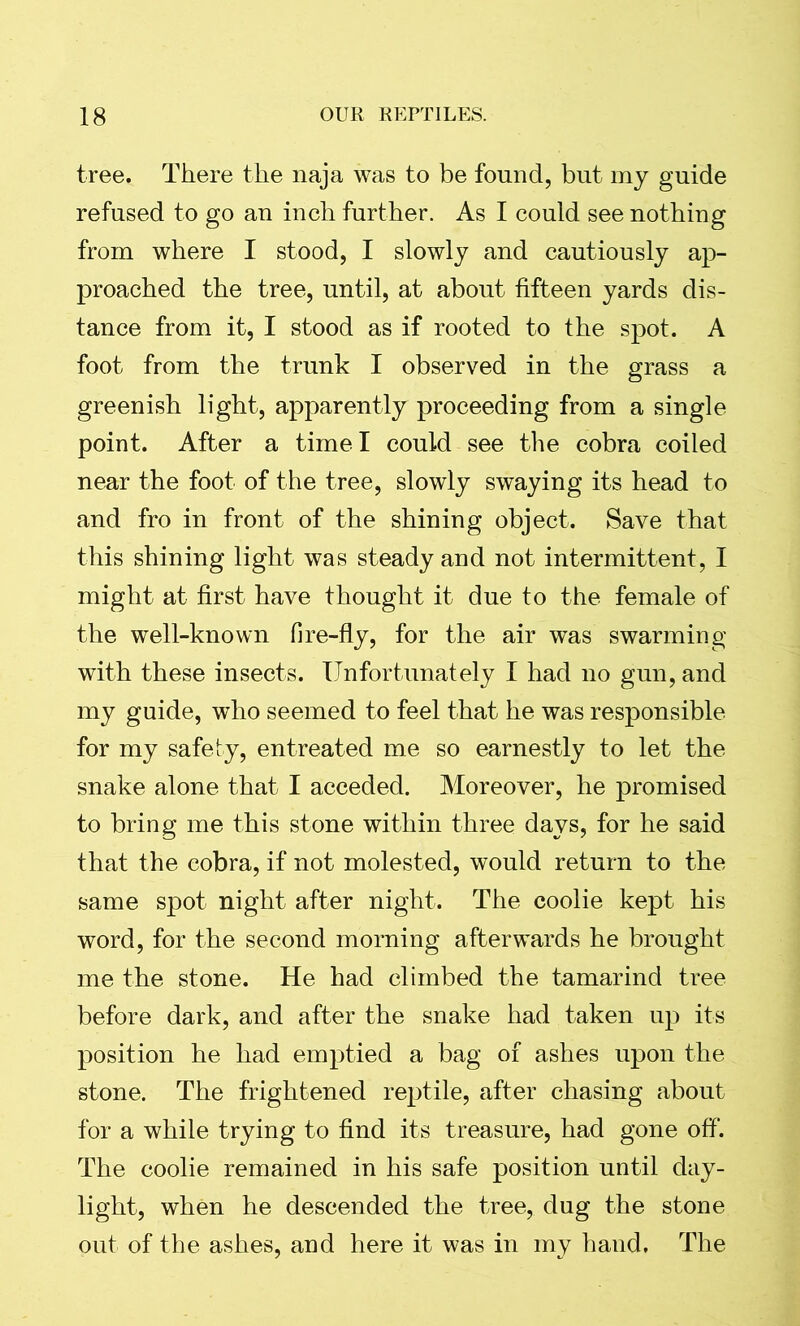 tree. There the naja was to be found, but my guide refused to go an inch further. As I could see nothing from where I stood, I slowly and cautiously ap- proached the tree, until, at about fifteen yards dis- tance from it, I stood as if rooted to the spot. A foot from the trunk I observed in the grass a greenish light, apparently proceeding from a single point. After a time I could see the cobra coiled near the foot of the tree, slowly swaying its head to and fro in front of the shining object. Save that this shining light was steady and not intermittent, I might at first have thought it due to the female of the well-known fire-fly, for the air was swarming with these insects. Unfortunately I had no gun, and my guide, who seemed to feel that he was responsible for my safety, entreated me so earnestly to let the snake alone that I acceded. Moreover, he promised to bring me this stone within three days, for he said that the cobra, if not molested, would return to the same spot night after night. The coolie kept his word, for the second morning afterwards he brought me the stone. He had climbed the tamarind tree before dark, and after the snake had taken up its position he had emptied a bag of ashes upon the stone. The frightened reptile, after chasing about for a while trying to find its treasure, had gone off. The coolie remained in his safe position until day- light, when he descended the tree, dug the stone out of the ashes, and here it was in my hand. The