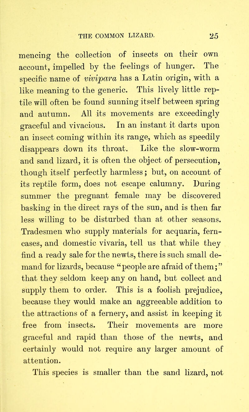 mencing the collection of insects on their own account, impelled by the feelings of hunger. The specific name of vivijpara has a Latin origin, with a like meaning to the generic. This lively little rep- tile will often be found sunning itself between spring and autumn. All its movements are exceedingly graceful and vivacious. In an instant it darts upon an insect coming within its range, which as speedily disappears down its throat. Like the slow-worm and sand lizard, it is often the object of persecution, though itself perfectly harmless; but, on account of its reptile form, does not escape calumny. During summer the pregnant female may be discovered basking in the direct rays of the sun, and is then far less willing to be disturbed than at other seasons. Tradesmen who supply materials for acquaria, fern- cases, and domestic vivaria, tell us that while they find a ready sale for the newts, there is such small de- mand for lizards, because “people are afraid of them; ” that they seldom keep any on hand, but collect and supply them to order. This is a foolish prejudice, because they would make an aggreeable addition to the attractions of a fernery, and assist in keeping it free from insects. Their movements are more graceful and rapid than those of the newts, and certainly would not require any larger amount of attention. This species is smaller than the sand lizard, not
