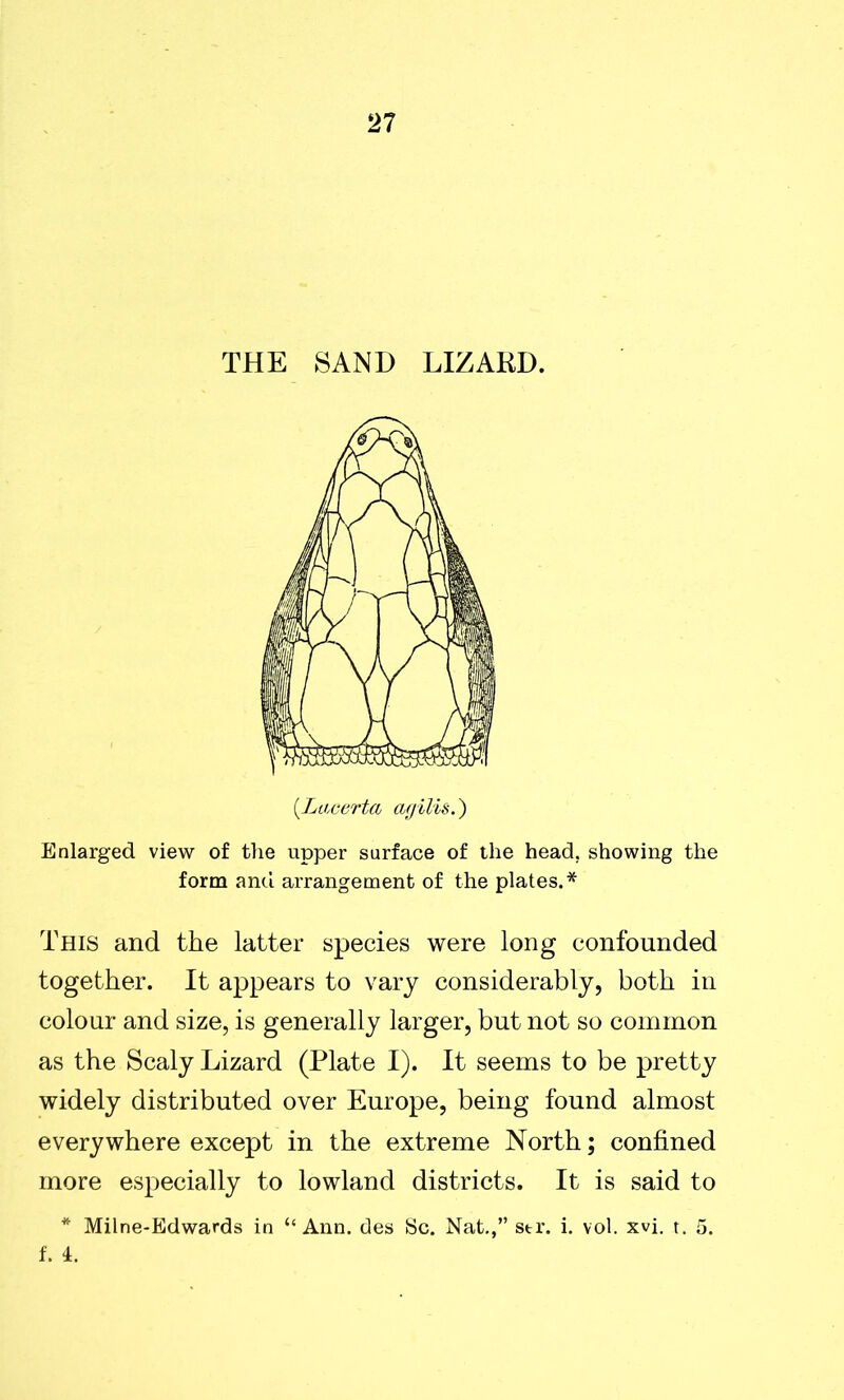 THE SAND LIZARD. (Lacerta agilis.) Enlarged view of the upper surface of the head, showing the form and arrangement of the plates.* This and the latter species were long confounded together. It appears to vary considerably, both in colour and size, is generally larger, but not so common as the Scaly Lizard (Plate I). It seems to be pretty widely distributed over Europe, being found almost everywhere except in the extreme North; confined more especially to lowland districts. It is said to * Milne-Edwards in “Ann. des Sc. Nat.,” str. i. vol. xvi. t. 5. f. 4.