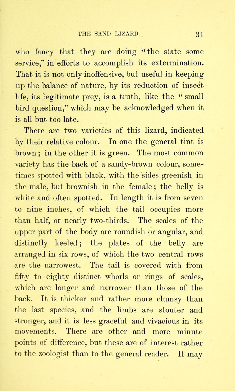 who fancy that they are doing “the state some service,” in efforts to accomplish its extermination. That it is not only inoffensive, but useful in keeping up the balance of nature, by its reduction of insect life, its legitimate prey, is a truth, like the 66 small bird question,” which may be acknowledged when it is all but too late. There are two varieties of this lizard, indicated by their relative colour. In one the general tint is brown ; in the other it is green. The most common variety has the back of a sandy-brown colour, some- times spotted with black, with the sides greenish in the male, but brownish in the female; the belly is white and often spotted. In length it is from seven to nine inches, of which the tail occupies more than half, or nearly two-thirds. The scales of the upper part of the body are roundish or angular, and distinctly keeled; the plates of the belly are arranged in six rows, of which the two central rows are the narrowest. The tail is covered with from fifty to eighty distinct whorls or rings of scales, which are longer and narrower than those of the back. It is thicker and rather more clumsy than the last species, and the limbs are stouter and stronger, and it is less graceful and vivacious in its movements. There are other and more minute points of difference, but these are of interest rather to the zoologist than to the general reader. It may