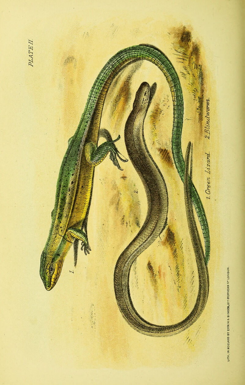 PLATE II. 7. Gree?z .Lizards
