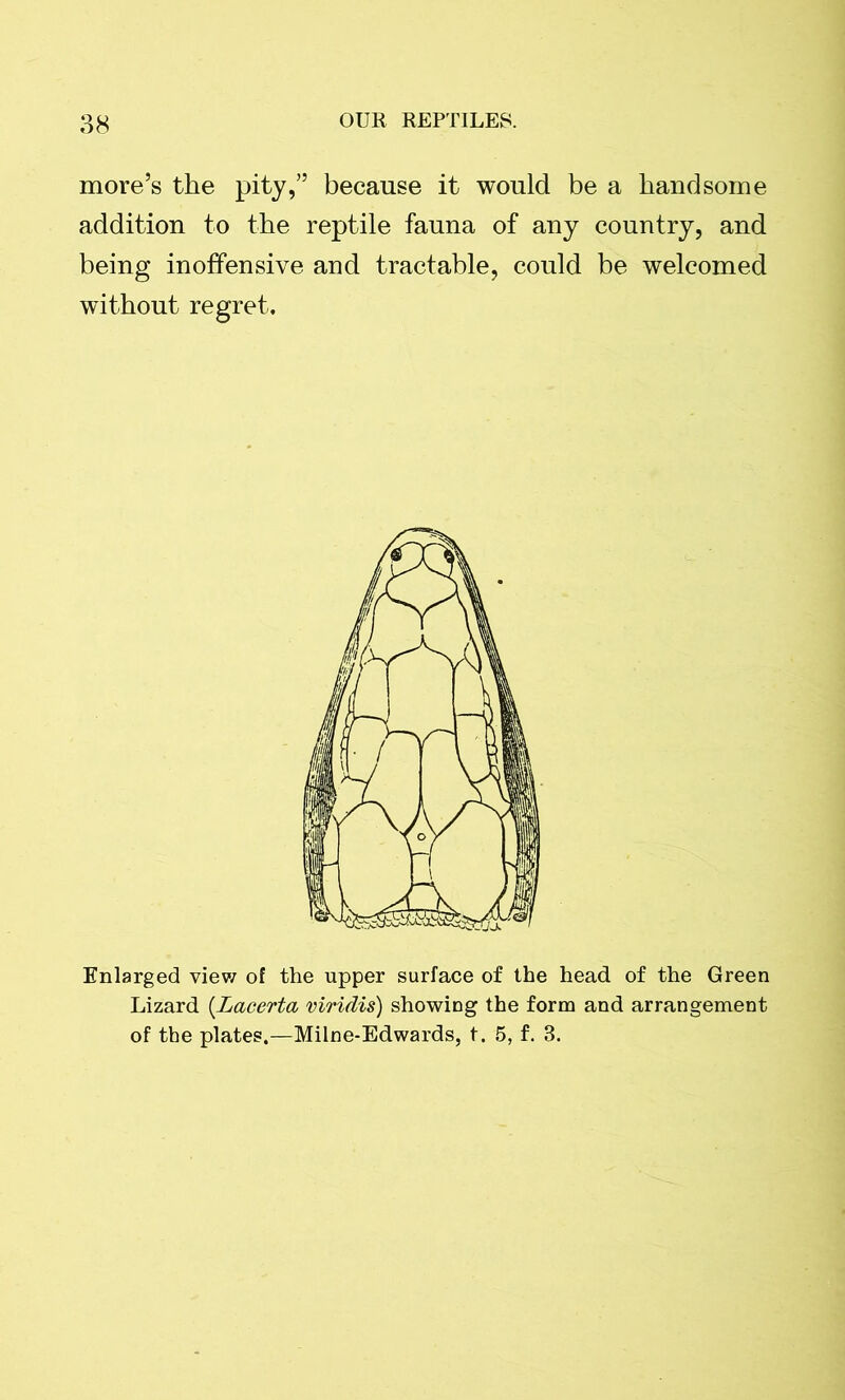 more’s the pity,” because it would be a handsome addition to the reptile fauna of any country, and being inoffensive and tractable, could be welcomed without regret. Enlarged view of the upper surface of the head of the Green Lizard (Lacerta viridis) showing the form and arrangement of the plates.—Milne-Edwards, t. 5, f. 3.