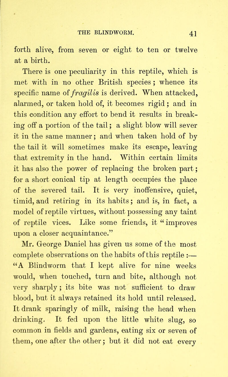 forth alive, from seven or eight to ten or twelve at a birth. There is one peculiarity in this reptile, which is met with in no other British species ; whence its specific name of fragilis is derived. When attacked, alarmed, or taken hold of, it becomes rigid; and in this condition any effort to bend it results in break- ing off a portion of the tail; a slight blow will sever it in the same manner; and when taken hold of by the tail it will sometimes make its escape, leaving that extremity in the hand. Within certain limits it has also the power of replacing the broken part; for a short conical tip at length occupies the place of the severed tail. It is very inoffensive, quiet, timid, and retiring in its habits; and is, in fact, a model of reptile virtues, without possessing any taint of reptile vices. Like some friends, it “improves upon a closer acquaintance.” Mr. Gfeorge Daniel has given us some of the most complete observations on the habits of this reptile :— “A Blindworm that I kept alive for nine weeks would, when touched, turn and bite, although not very sharply; its bite was not sufficient to draw blood, but it always retained its hold until released. It drank sparingly of milk, raising the head when drinking. It fed upon the little white slug, so common in fields and gardens, eating six or seven of them, one after the other $ but it did not eat every