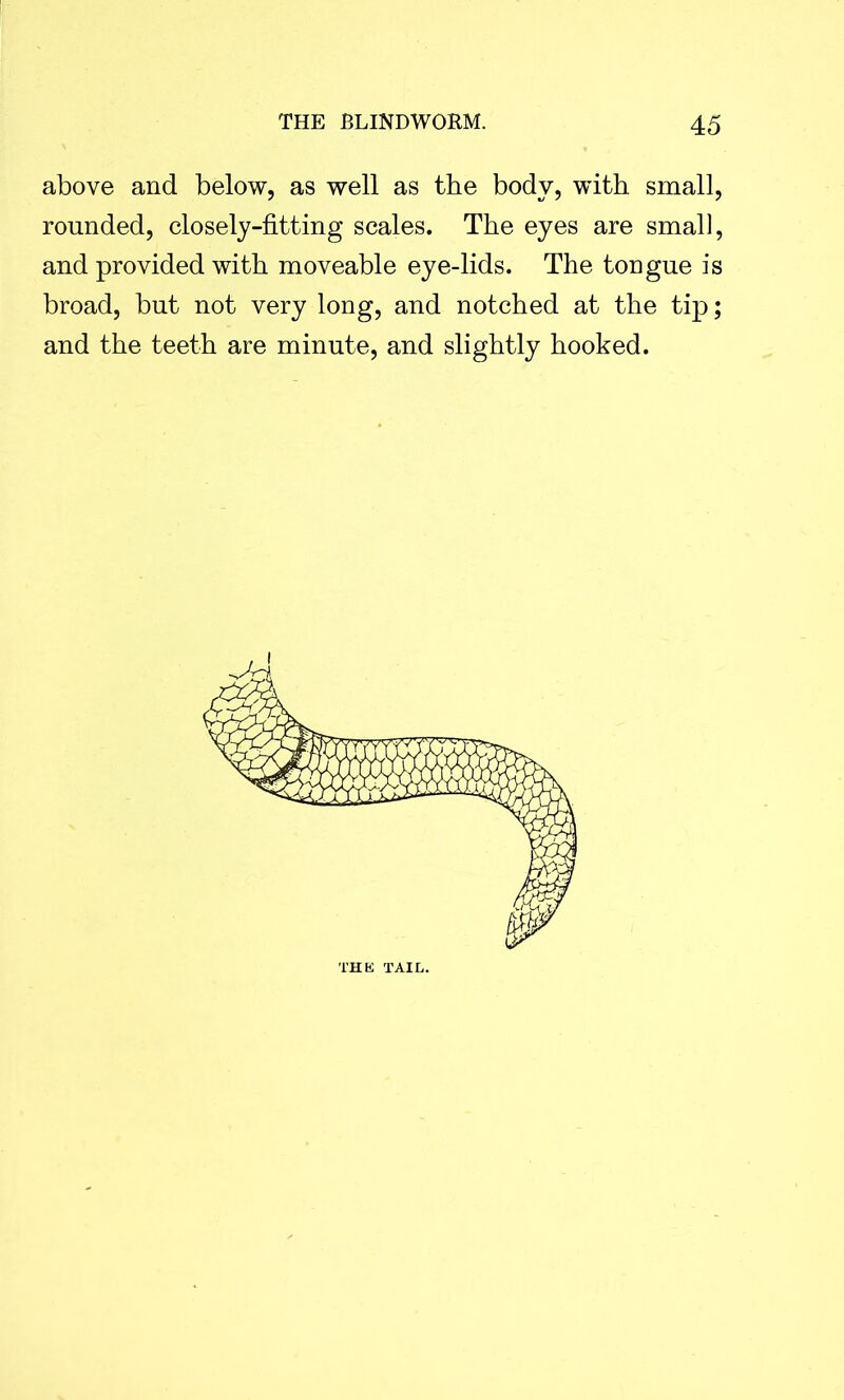 above and below, as well as the body, with small, rounded, closely-fitting scales. The eyes are small, and provided with moveable eye-lids. The tongue is broad, but not very long, and notched at the tip; and the teeth are minute, and slightly hooked. THE TAIL.