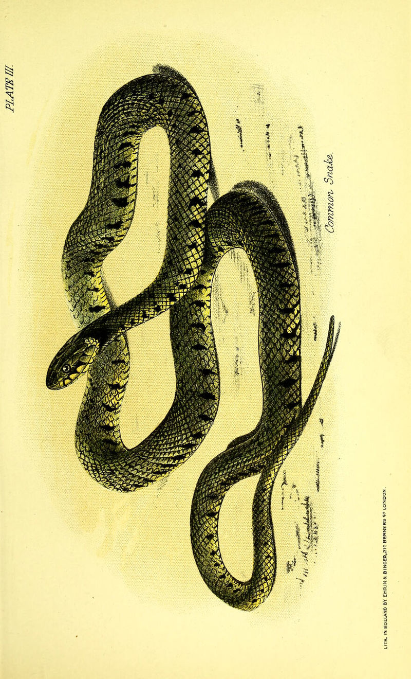 PLATE III. Common, Snake,.