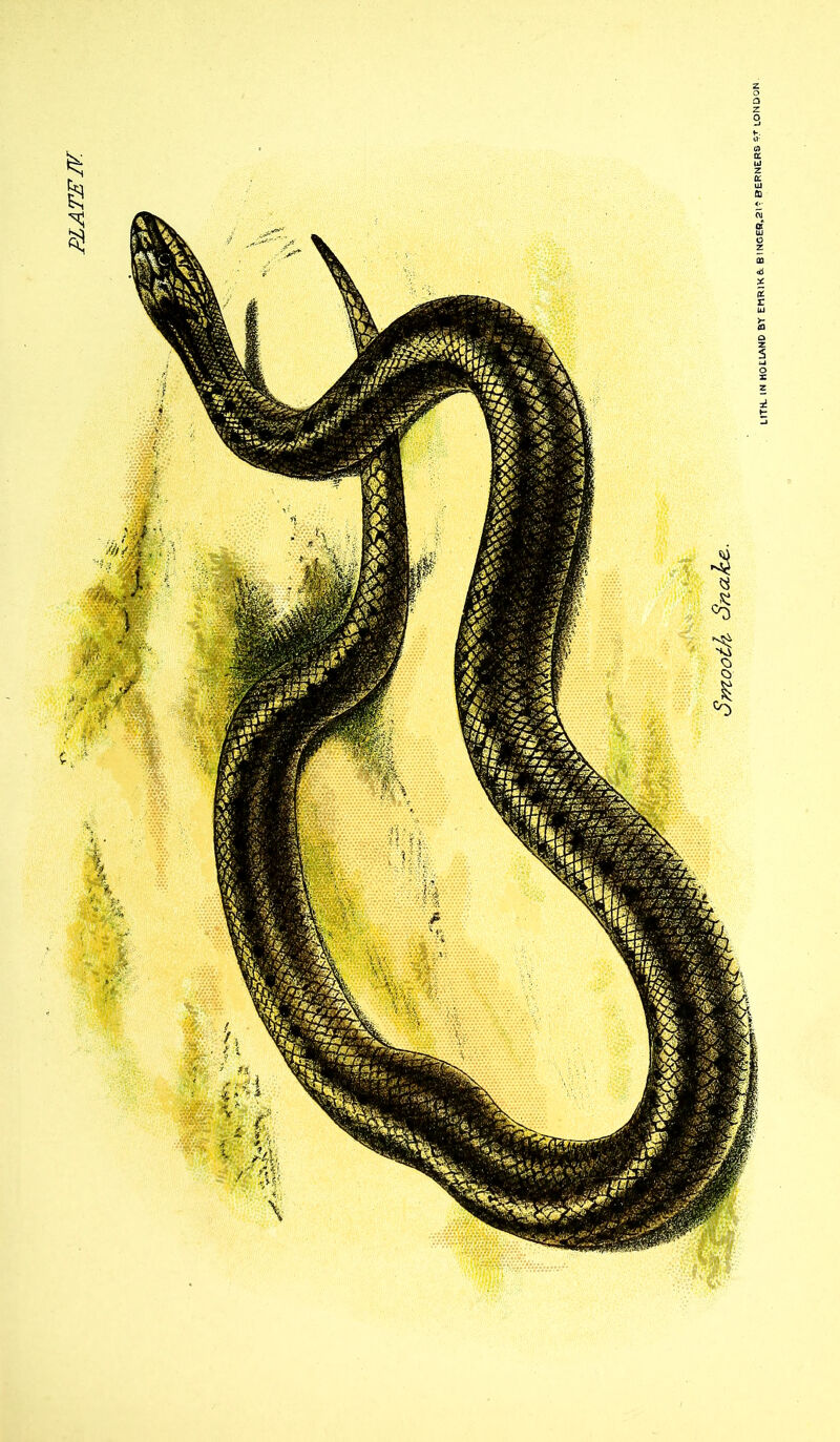 PLATEN Smooth- Snake.