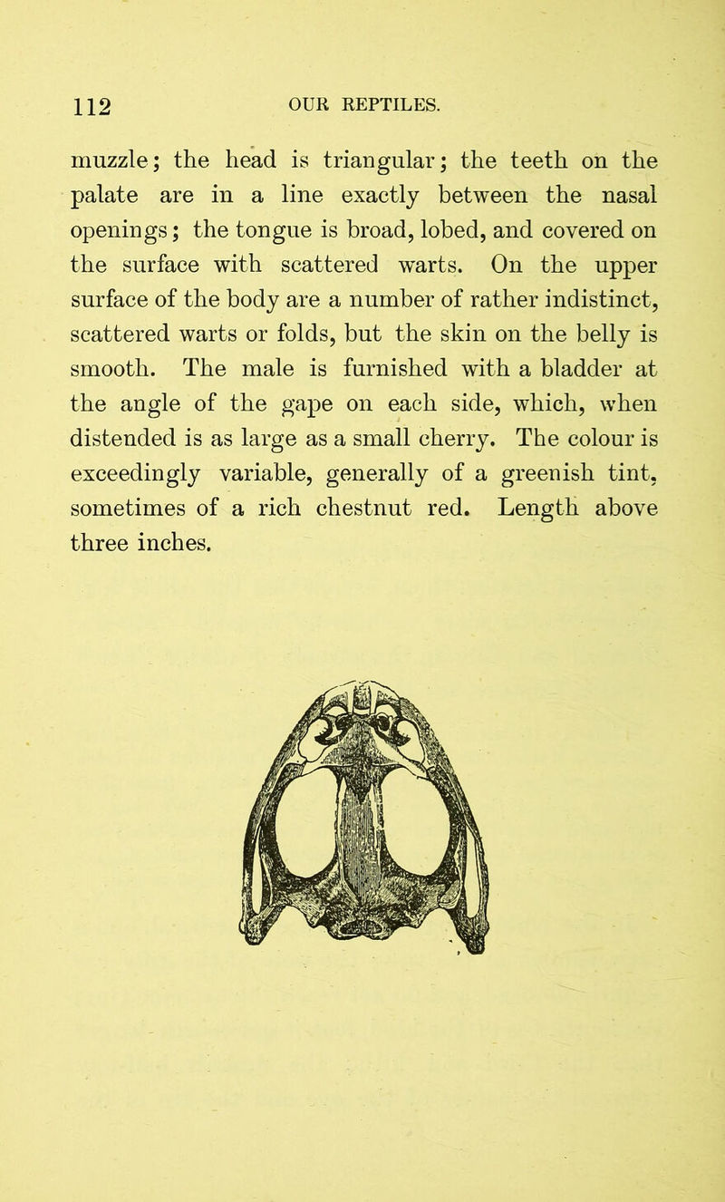 muzzle; the head is triangular; the teeth on the palate are in a line exactly between the nasal openings; the tongue is broad, lobed, and covered on the surface with scattered warts. On the upper surface of the body are a number of rather indistinct, scattered warts or folds, but the skin on the belly is smooth. The male is furnished with a bladder at the angle of the gape on each side, which, when distended is as large as a small cherry. The colour is exceedingly variable, generally of a greenish tint, sometimes of a rich chestnut red. Length above three inches.