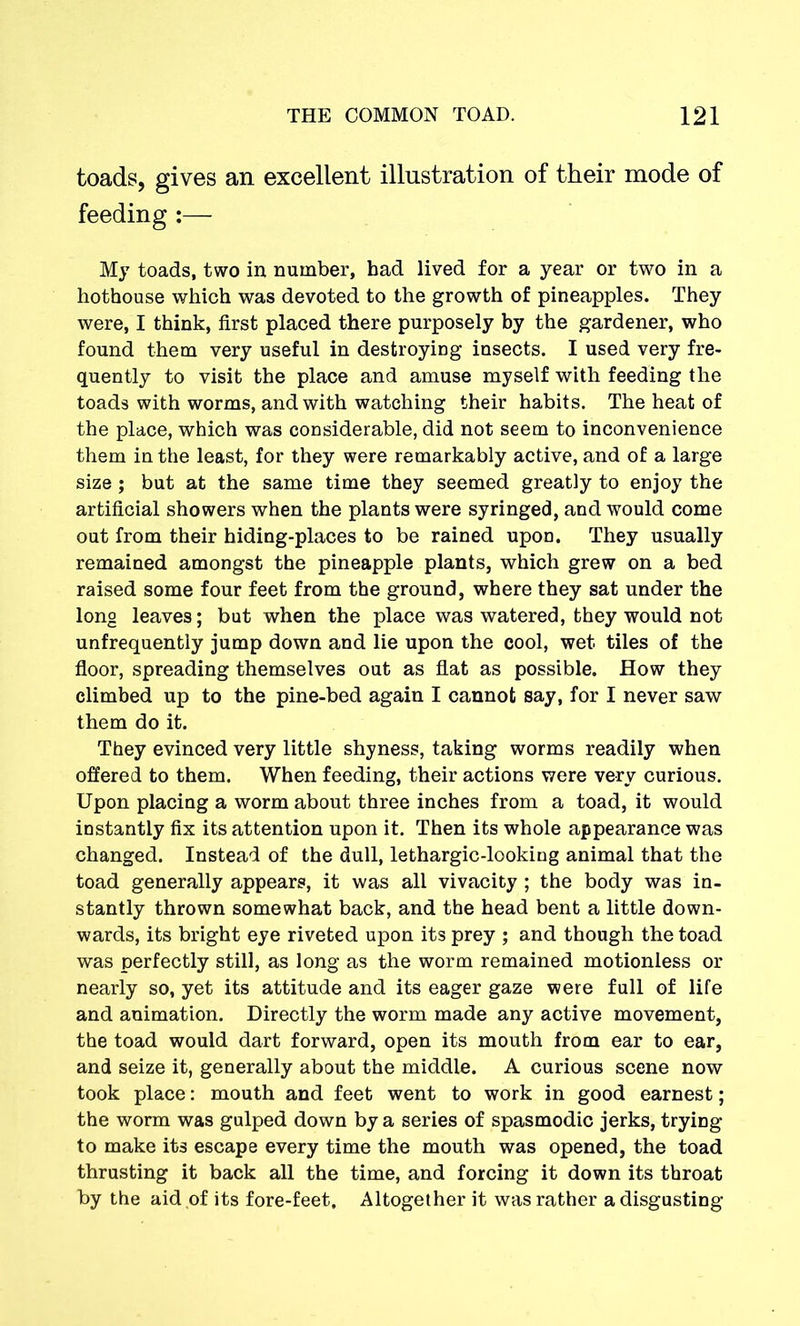toads, gives an excellent illustration of their mode of feeding :— My toads, two in number, bad lived for a year or two in a hothouse which was devoted to the growth of pineapples. They were, I think, first placed there purposely by the gardener, who found them very useful in destroying insects. I used very fre- quently to visit the place and amuse myself with feeding the toads with worms, and with watching their habits. The heat of the place, which was considerable, did not seem to inconvenience them in the least, for they were remarkably active, and of a large size ; but at the same time they seemed greatly to enjoy the artificial showers when the plants were syringed, and would come out from their hiding-places to be rained upon. They usually remained amongst the pineapple plants, which grew on a bed raised some four feet from the ground, where they sat under the long leaves; but when the place was watered, they would not unfrequently jump down and lie upon the cool, wet tiles of the floor, spreading themselves out as flat as possible. How they climbed up to the pine-bed again I cannot say, for I never saw them do it. They evinced very little shyness, taking worms readily when offered to them. When feeding, their actions were very curious. Upon placing a worm about three inches from a toad, it would instantly fix its attention upon it. Then its whole appearance was changed. Instead of the dull, lethargic-looking animal that the toad generally appears, it was all vivacity ; the body was in- stantly thrown somewhat back, and the head bent a little down- wards, its bright eye riveted upon its prey ; and though the toad was perfectly still, as long as the worm remained motionless or nearly so, yet its attitude and its eager gaze were full of life and animation. Directly the worm made any active movement, the toad would dart forward, open its mouth from ear to ear, and seize it, generally about the middle. A curious scene now took place: mouth and feet went to work in good earnest; the worm was gulped down by a series of spasmodic jerks, trying to make its escape every time the mouth was opened, the toad thrusting it back all the time, and forcing it down its throat by the aid of its fore-feet. Altogether it was rather a disgusting