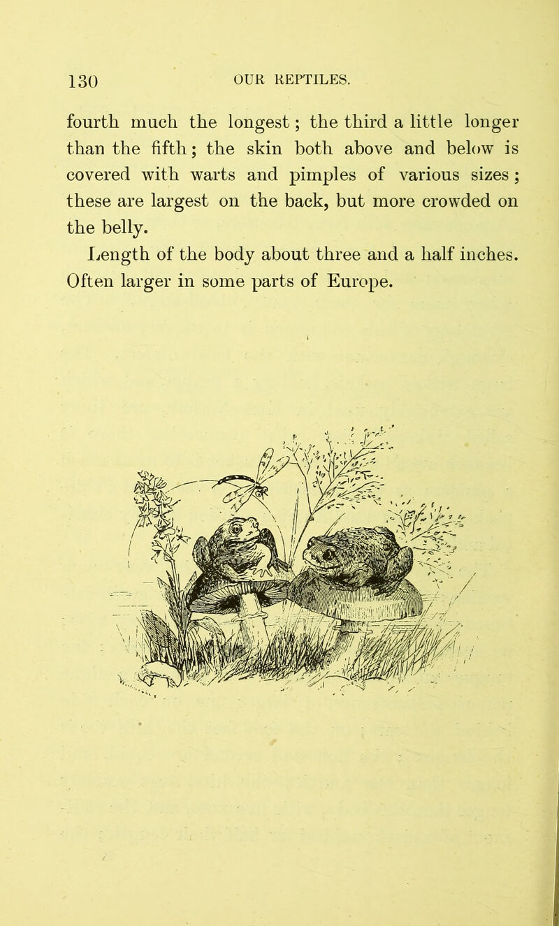 fourth much the longest; the third a little longer than the fifth; the skin both above and below is covered with warts and pimples of various sizes; these are largest on the back, but more crowded on the belly. Length of the body about three and a half inches. Often larger in some parts of Europe.