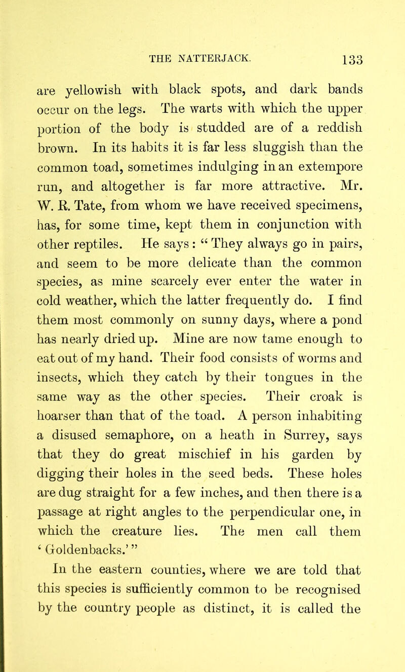 are yellowish with black spots, and dark bands occur on the legs. The warts with which the upper portion of the body is studded are of a reddish brown. In its habits it is far less sluggish than the common toad, sometimes indulging in an extempore run, and altogether is far more attractive. Mr. W. K. Tate, from whom we have received specimens, has, for some time, kept them in conjunction with other reptiles. He says : “ They always go in pairs, and seem to be more delicate than the common species, as mine scarcely ever enter the water in cold weather, which the latter frequently do. I find them most commonly on sunny days, where a pond has nearly dried up. Mine are now tame enough to eat out of my hand. Their food consists of worms and insects, which they catch by their tongues in the same way as the other species. Their croak is hoarser than that of the toad. A person inhabiting a disused semaphore, on a heath in Surrey, says that they do great mischief in his garden by digging their holes in the seed beds. These holes are dug straight for a few inches, and then there is a passage at right angles to the perpendicular one, in which the creature lies. The men call them 4 Groldenbacks.’ ” In the eastern counties, where we are told that this species is sufficiently common to be recognised by the country people as distinct, it is called the