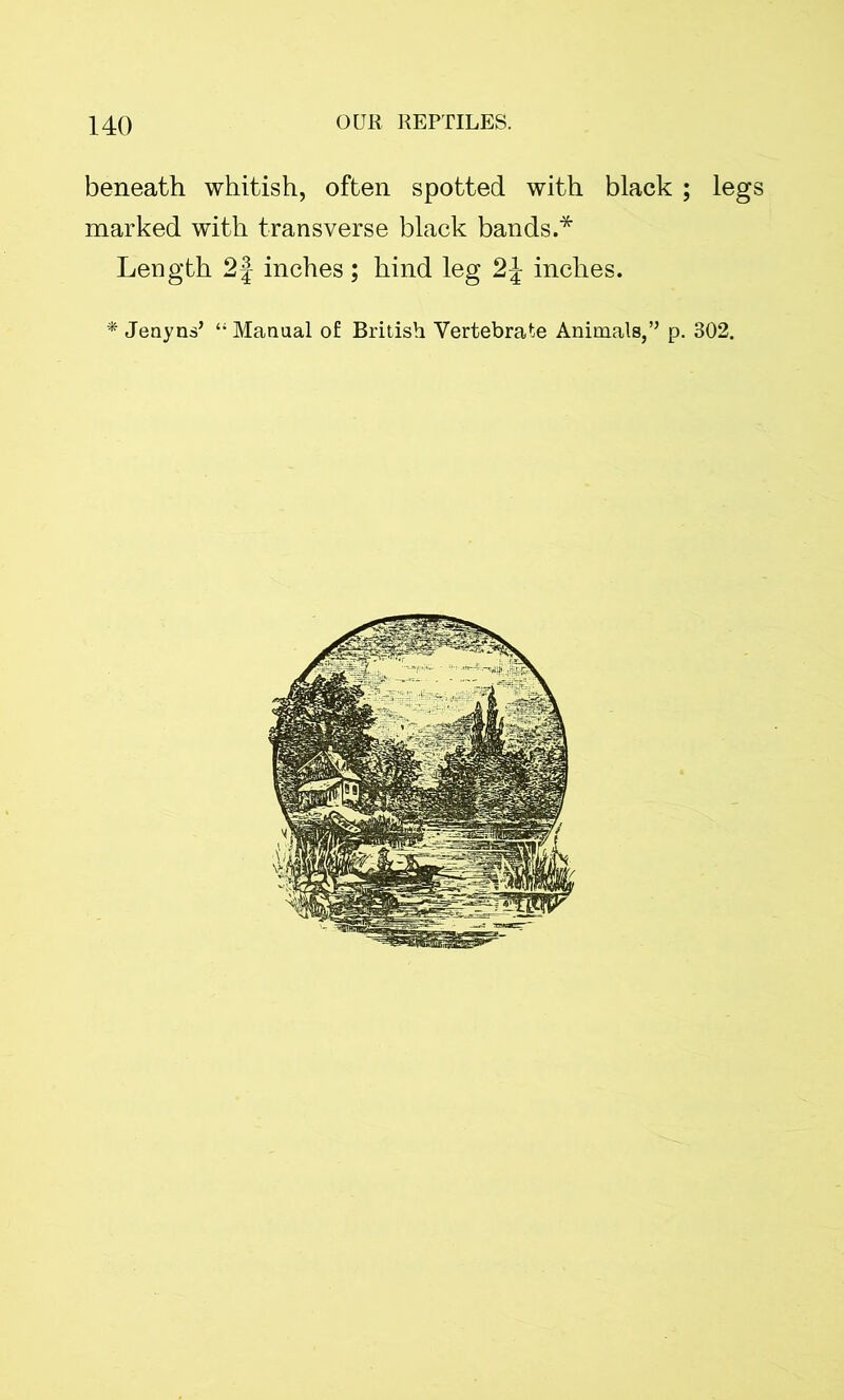 beneath whitish, often spotted with black ; legs marked with transverse black bands.* Length 2f inches; hind leg 2\ inches. * Jenyns’ “ Manual of British Vertebrate Animals,” p. 302.