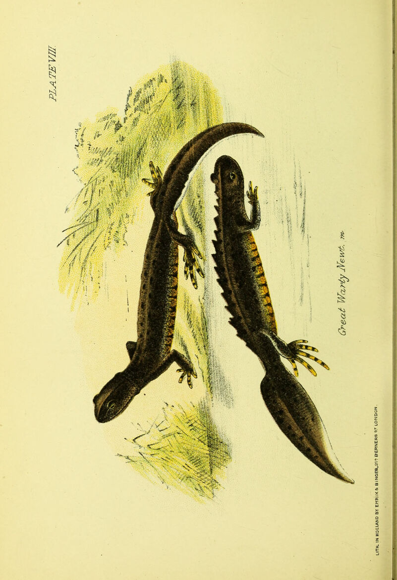 PLATE VIII. Great WartyJYewk.