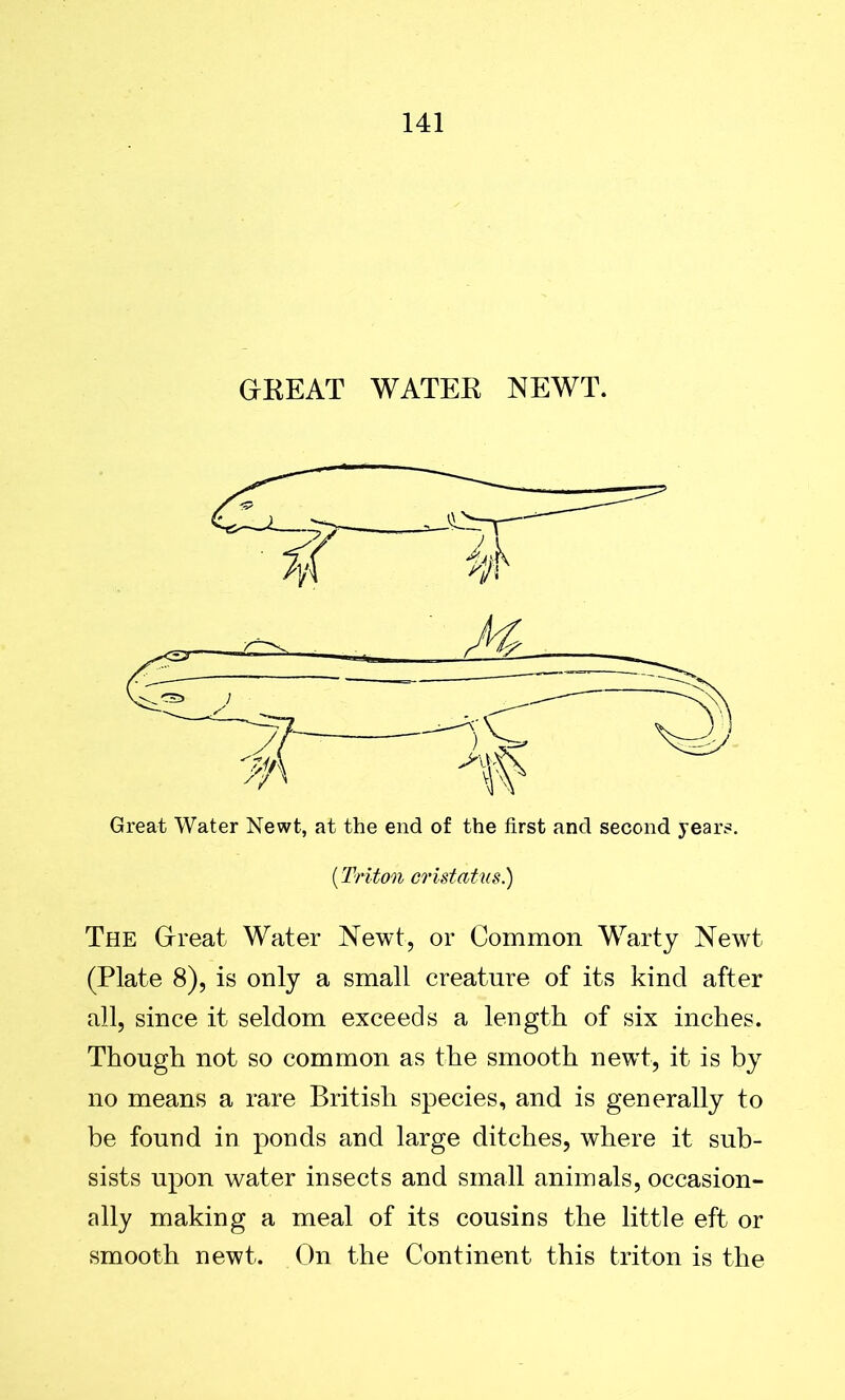 GREAT WATER NEWT. (Triton cristatus.) The Great Water Newt, or Common Warty Newt (Plate 8), is only a small creature of its kind after all, since it seldom exceeds a length of six inches. Though not so common as the smooth newt, it is by no means a rare British species, and is generally to be found in ponds and large ditches, where it sub- sists upon water insects and small animals, occasion- ally making a meal of its cousins the little eft or smooth newt. On the Continent this triton is the