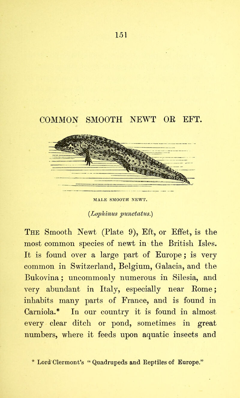 COMMON SMOOTH NEWT OK EFT. MALE SMOOTH NEWT. (Lopldnus punctatus.) The Smooth Newt (Plate 9), Eft, or Effet, is the most common species of newt in the British Isles. It is found over a large part of Europe; is very common in Switzerland, Belgium, Gralacia, and the Bukovina; uncommonly numerous in Silesia, and very abundant in Italy, especially near Eome; inhabits many parts of France, and is found in Carniola.* In our country it is found in almost every clear ditch or pond, sometimes in great numbers, where it feeds upon aquatic insects and Lord Clermont’s “ Quadrupeds and Reptiles of Europe.”