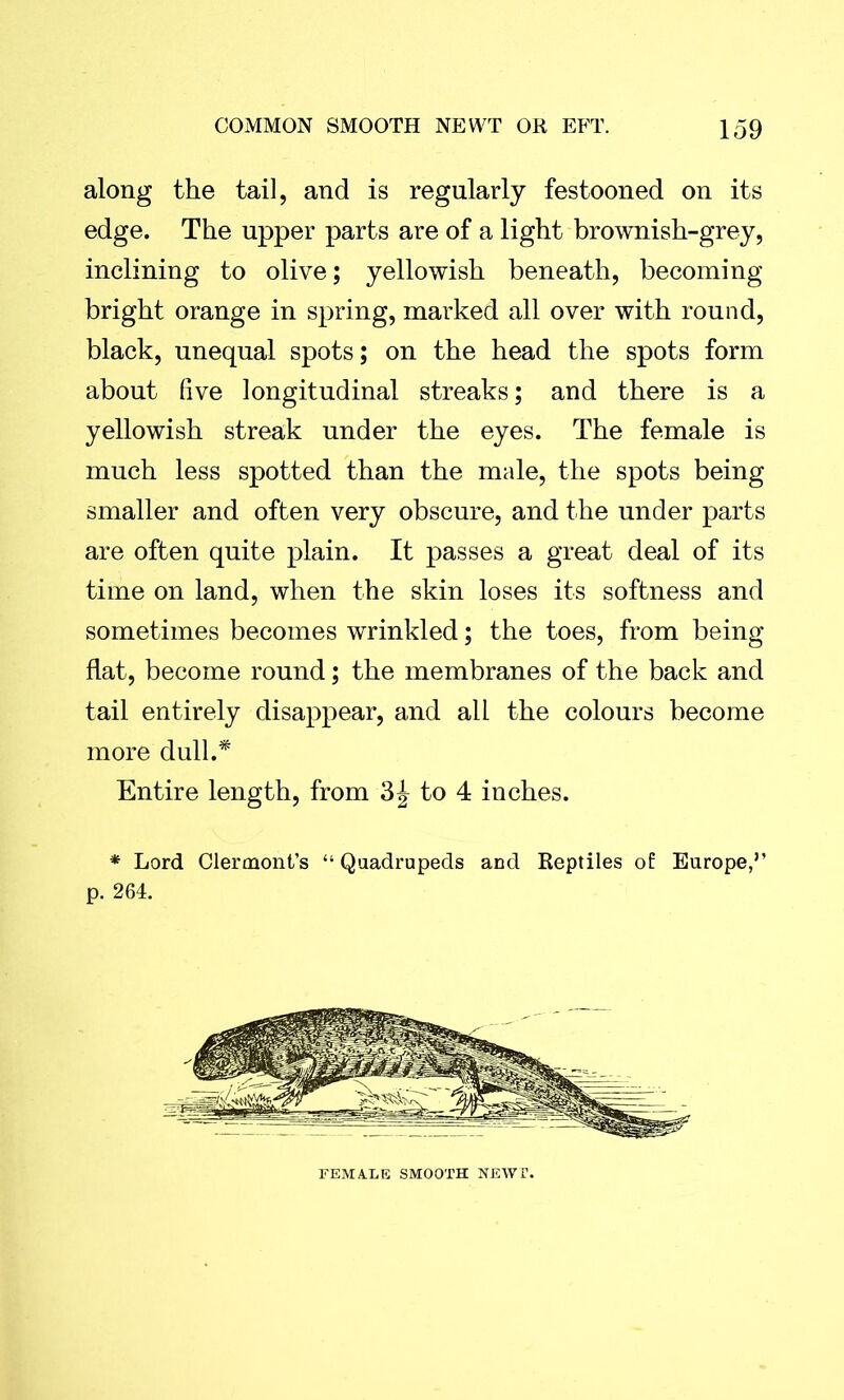 along the tail, and is regularly festooned on its edge. The upper parts are of a light brownish-grey, inclining to olive; yellowish beneath, becoming bright orange in spring, marked all over with round, black, unequal spots; on the head the spots form about five longitudinal streaks; and there is a yellowish streak under the eyes. The female is much less spotted than the male, the spots being smaller and often very obscure, and the under parts are often quite plain. It passes a great deal of its time on land, when the skin loses its softness and sometimes becomes wrinkled; the toes, from being flat, become round; the membranes of the back and tail entirely disappear, and all the colours become more dull.* Entire length, from 3^ to 4 inches. * Lord Clermont’s “Quadrupeds and Reptiles of: Europe,” p. 264. FEMALE SMOOTH NEWT.